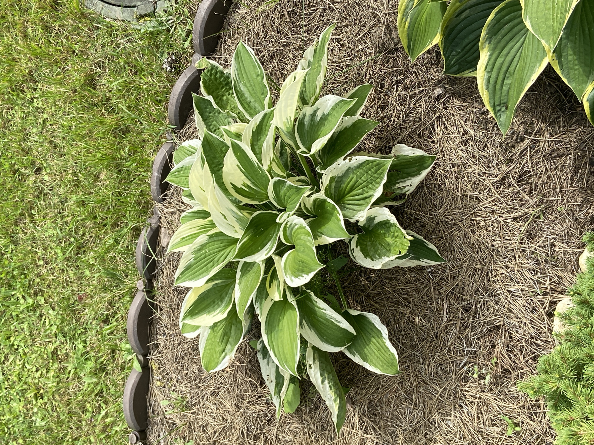 A lush hosta plant with variegated green and white leaves is centrally located in a garden bed. The plant is mulched with pine needles. In the background, green grass is visible, bordered by a decorative brown garden edging. To the right, another hosta plant with green and yellow variegated leaves can be seen peeking into the frame. The scene is set outdoors, likely in a residential garden in Зимородок Днп, Russia, under natural daylight.