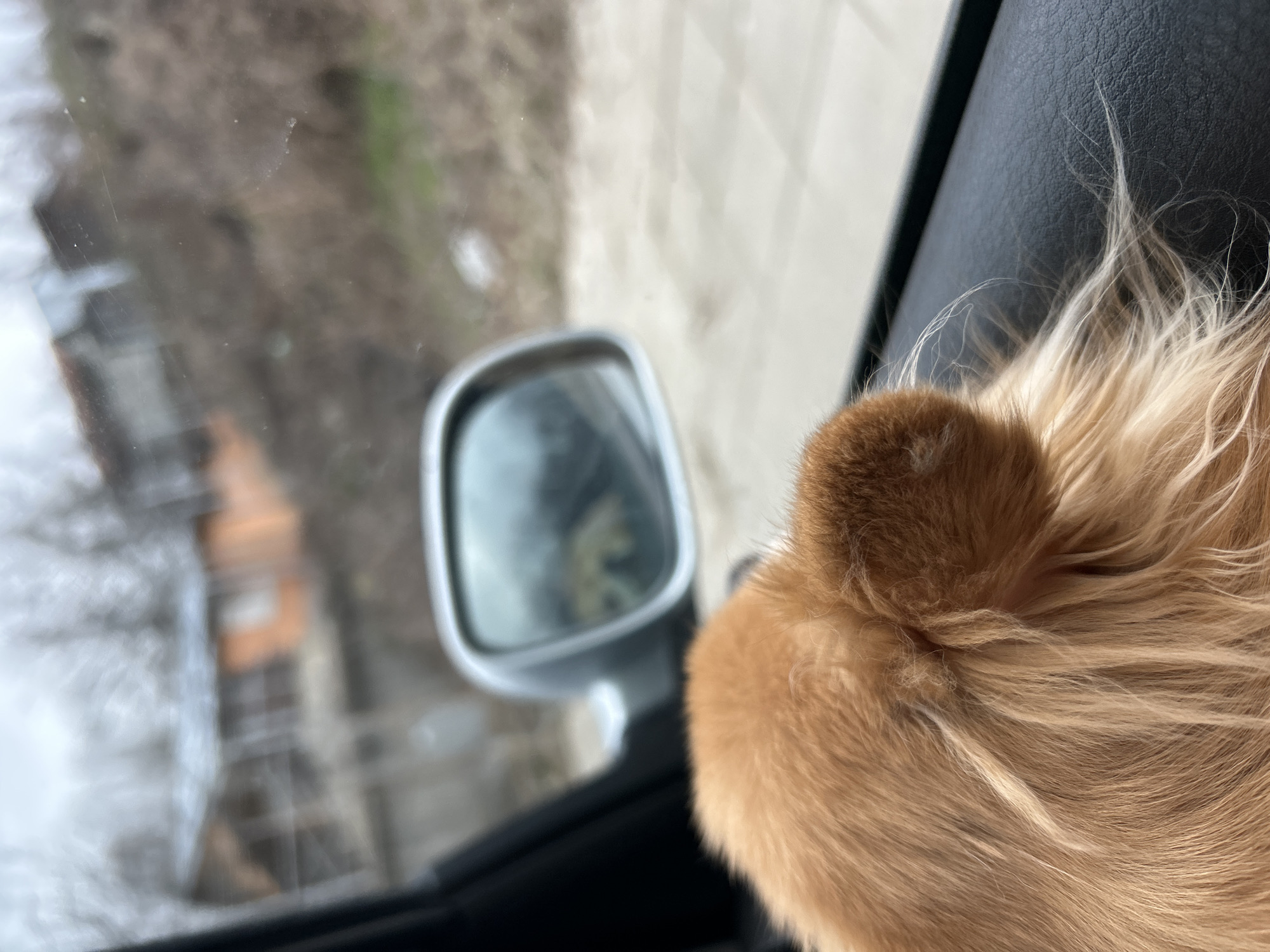 The image shows the interior of a vehicle with a side view mirror and an orange cat, possibly a tail or part of the back, in the foreground. The cat's fur is long and light orange. The side view mirror reflects a blurry view of the exterior environment, including a building with orange rooftops and trees, suggesting an urban or suburban setting. Given the location in Varshets, Bulgaria, it is likely the surrounding landscape features the characteristics of this region.