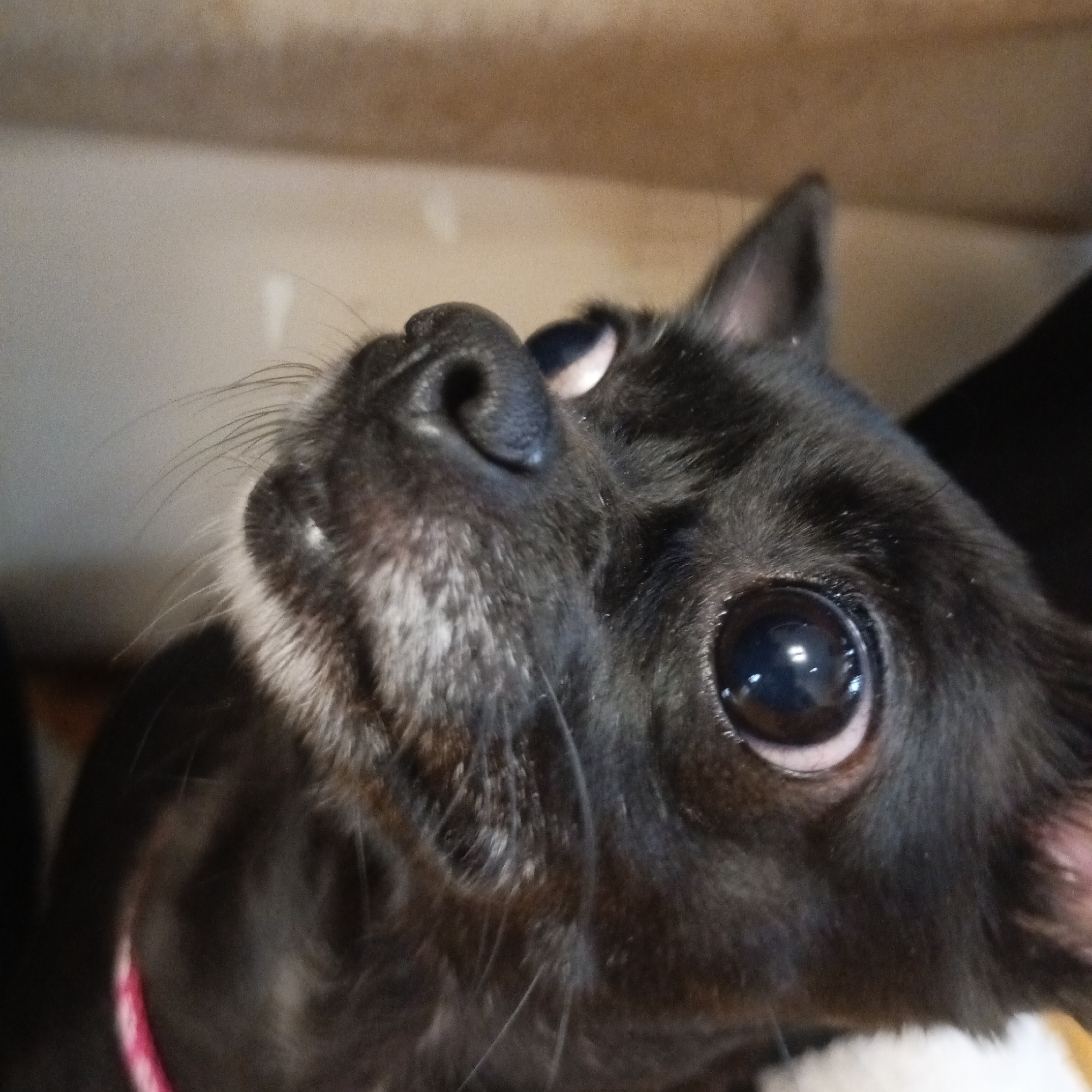 The image shows a close-up view of a small, black dog looking upwards. The dog's face is the main subject, with a focus on its eye, nose, and whiskers. The background is blurry and indistinct, but appears to be an interior setting with a neutral-colored surface above the dog. The dog is wearing a pink collar. The location, Chaikovsky, Russia, is not identifiable from the visual content of this image.