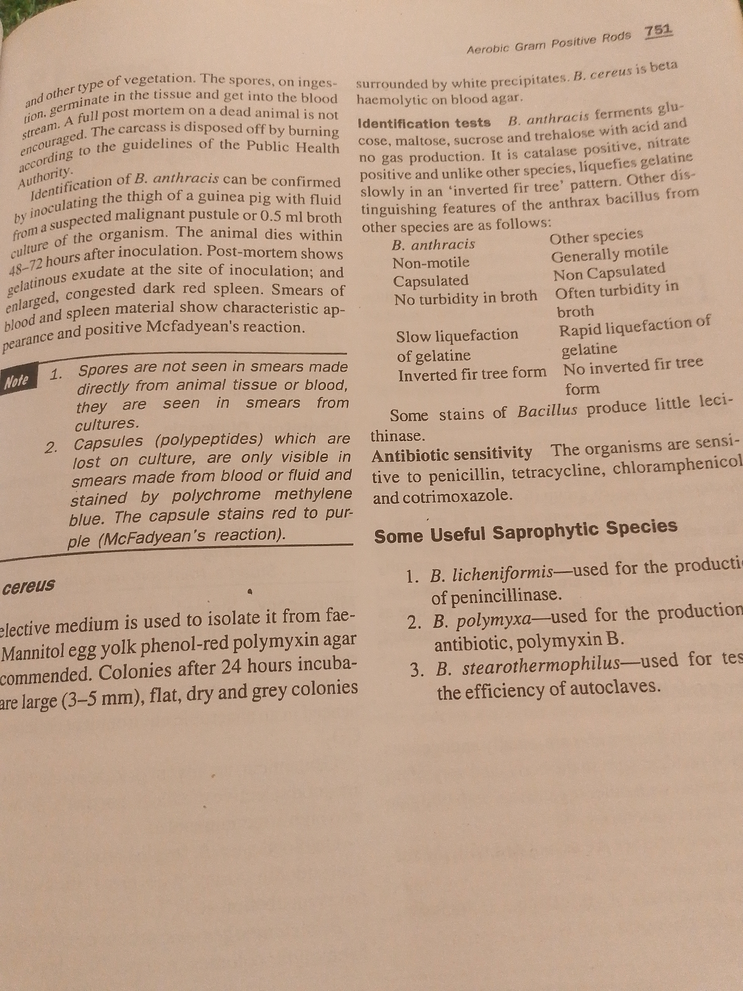 The image is a close-up of a page from a textbook, displaying text in English. The topic appears to be microbiology, specifically discussing Bacillus species. The text includes sections on identification tests for Bacillus anthracis, characteristics of other Bacillus species, and useful saprophytic Bacillus species. There are no elements in the image that suggest a location in Jauro Yinu, Nigeria, or any forensic elements.