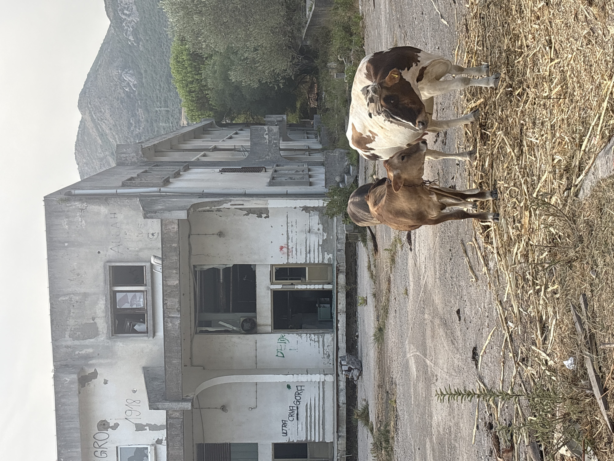 The image depicts an outdoor scene in front of a derelict concrete building. Two cows, one adult and one calf, are positioned in the foreground, standing on a bed of dry straw and debris. The adult cow is white with brown patches, and the calf is a uniform brown. A third, darker cow is partially visible behind the calf.
The building exhibits signs of decay and vandalism. Graffiti is scrawled on its exterior walls. Windows are broken or missing, and doorways are open, revealing dark interiors. The architecture suggests it may have been an industrial or institutional structure.
The surrounding environment appears unkempt, with dry grass, scattered debris, and overgrown vegetation. In the background, a treeline is visible, leading up to a large, rocky mountain under a hazy sky. The overall impression is one of abandonment and neglect. The location is identified as Bartula, Montenegro, suggesting this is a scene within that region.