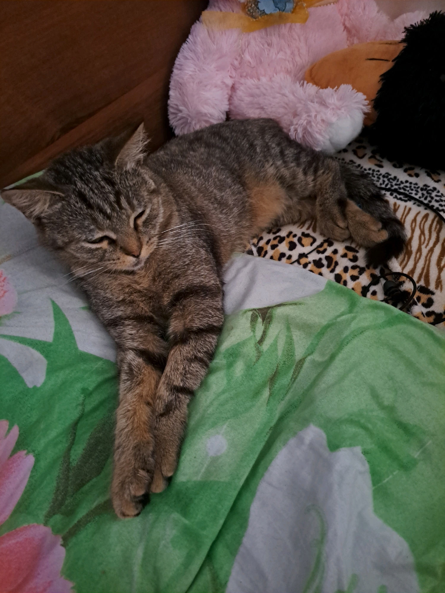A tabby cat is sleeping on a bed with a floral patterned sheet. The cat is lying on its side, with its paws crossed in front of it. The cat's eyes are closed, and its head is resting on its paws. The sheet is green with pink and white flowers. In the background, there are some stuffed animals. The scene appears to be indoors. No location in Vypasne, Ukraine can be determined from the image.