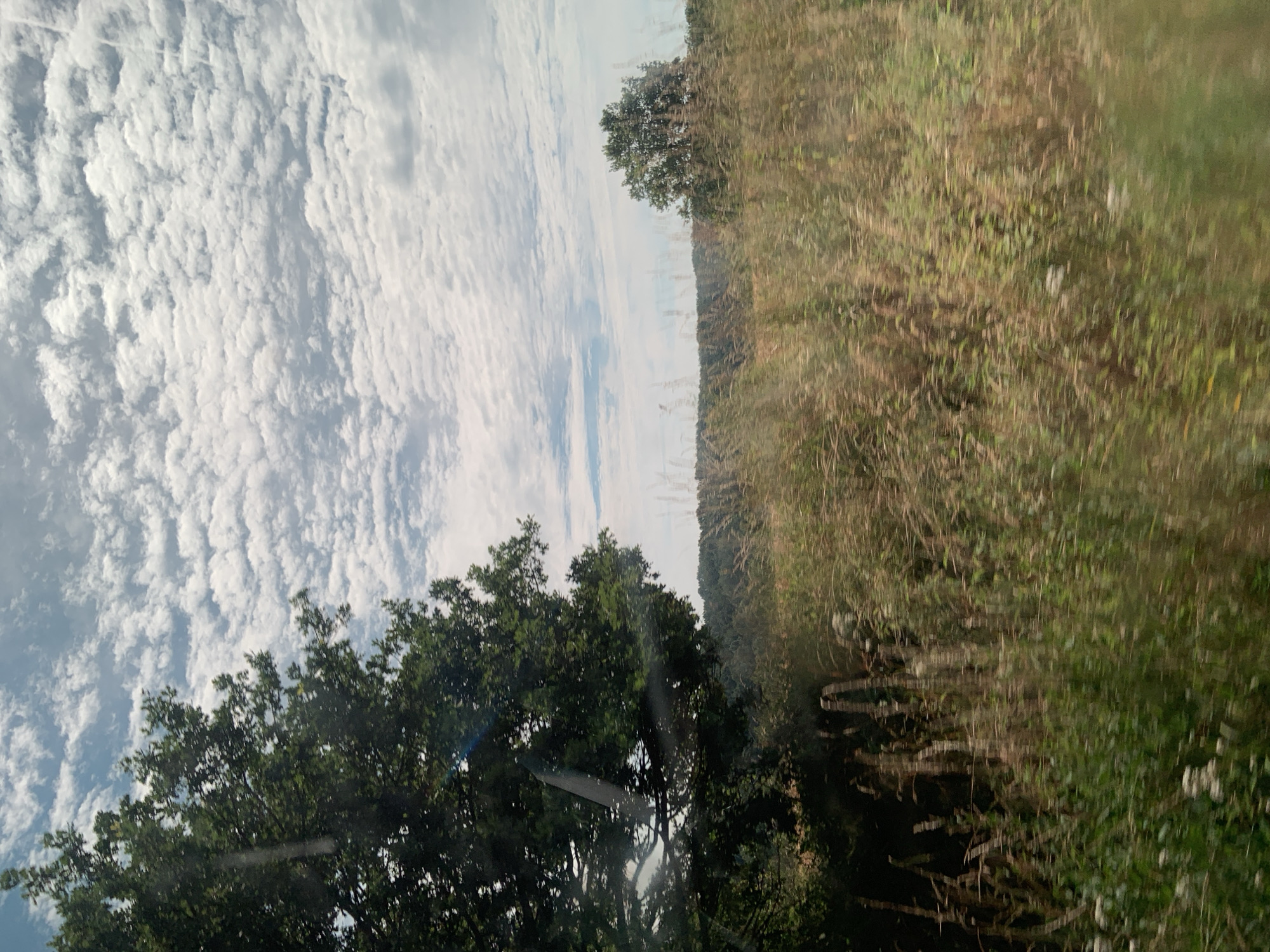The image depicts a rural landscape with a focus on a field of tall grass and a few trees under a cloudy sky. The foreground is dominated by dry, brown and green grass with some blurred green foliage and white flowers visible at the bottom left. A large, leafy green tree is prominent on the left side of the frame, casting shadows. In the middle ground, a dense line of trees forms a distant treeline. A solitary, smaller tree stands in the right middle ground. The sky is filled with numerous small, white, fluffy clouds against a pale blue backdrop, with some patches of brighter blue sky visible. The image appears to be taken from a moving vehicle due to the motion blur, especially in the grass and foliage. There are no people or animals visible in the scene. The lighting suggests it is daytime, possibly late morning or afternoon, given the brightness of the sky. The overall impression is of a natural, uncultivated area.