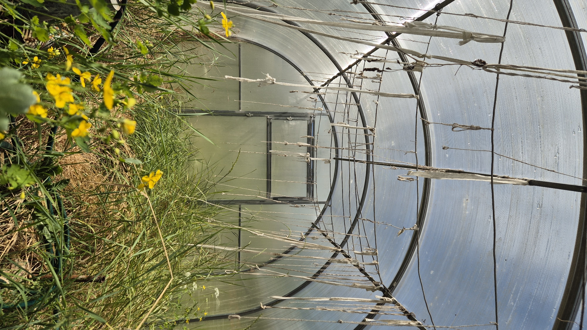 This image depicts the interior of a greenhouse in Mashezero, Russia. The greenhouse has a translucent, possibly polycarbonate, curved roof and walls, supported by a dark metal frame. Numerous pieces of string and white fabric strips hang down from horizontal supports, some tied in knots, others frayed. A metal door with two panes is visible at the far end of the structure. The floor of the greenhouse is covered in tall, green grass, with some dry straw and brown earth visible. Small yellow wildflowers are scattered throughout the foreground and middle ground. A green hose is partially visible coiled on the ground. The scene appears to be an abandoned or overgrown greenhouse, with natural vegetation encroaching on the interior. There are no people or animals visible in the image.