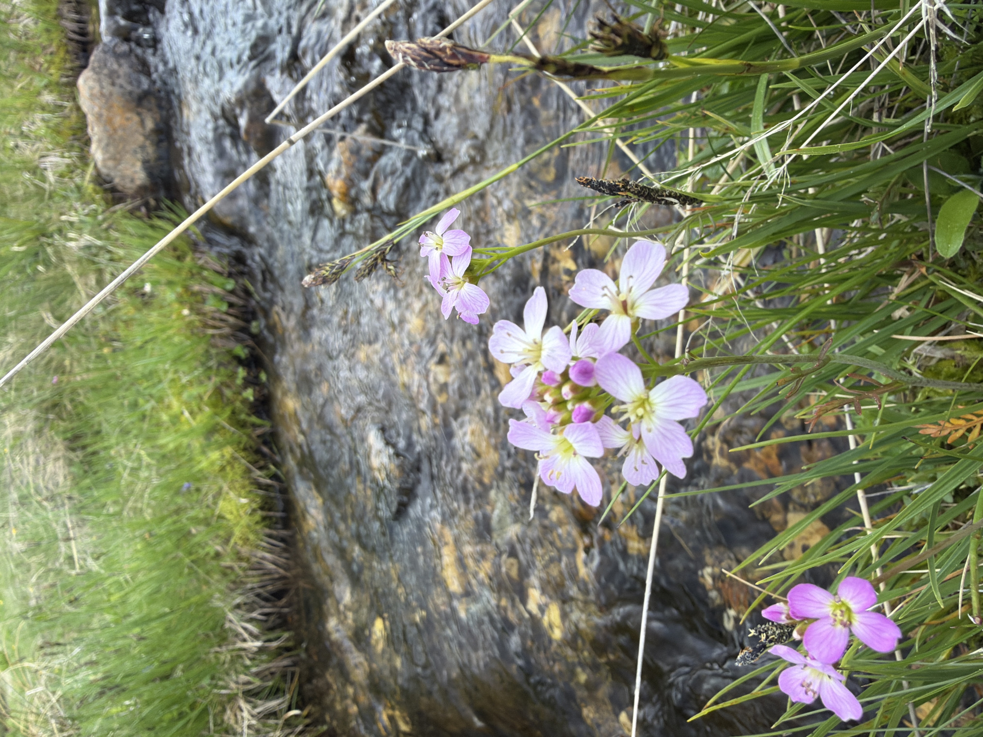 The image depicts a close-up view of delicate, pale purple wildflowers with four petals and yellow centers, blooming amidst lush green grass. A shallow, clear stream with a rocky bed flows gently behind the flowers. The water reflects the surrounding environment, creating a dappled, watery texture. The scene appears to be in a natural setting, likely a meadow or near a body of water. There are no people or animals visible in the image. The overall impression is one of natural beauty and tranquility. The location is identified as Cherna Mesta, Bulgaria.