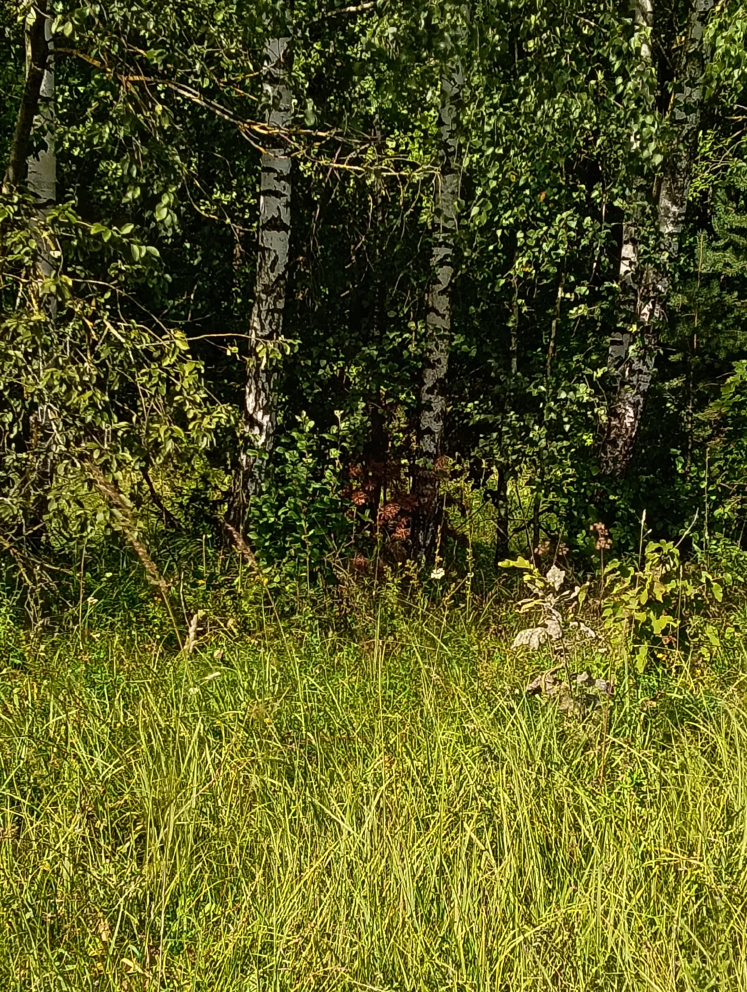 The image depicts a sun-dappled clearing at the edge of a birch and mixed forest. Tall, dense green grass fills the foreground, with some drier, straw-colored blades interspersed. In the middle ground, the trunks of several birch trees are visible, their white bark contrasting with the dark green foliage of the surrounding trees and undergrowth. A few small plants with leaves are growing in the grass. The overall impression is of a natural, undeveloped area, likely a forest edge or a meadow adjacent to woodland. There are no people or man-made objects visible in the scene. The lighting suggests it is daytime, likely mid-morning or afternoon, given the shadows cast by the trees and the brightness of the grass. This scene is consistent with the natural landscapes found in and around Hrodna, Belarus, which features extensive forests and green spaces.