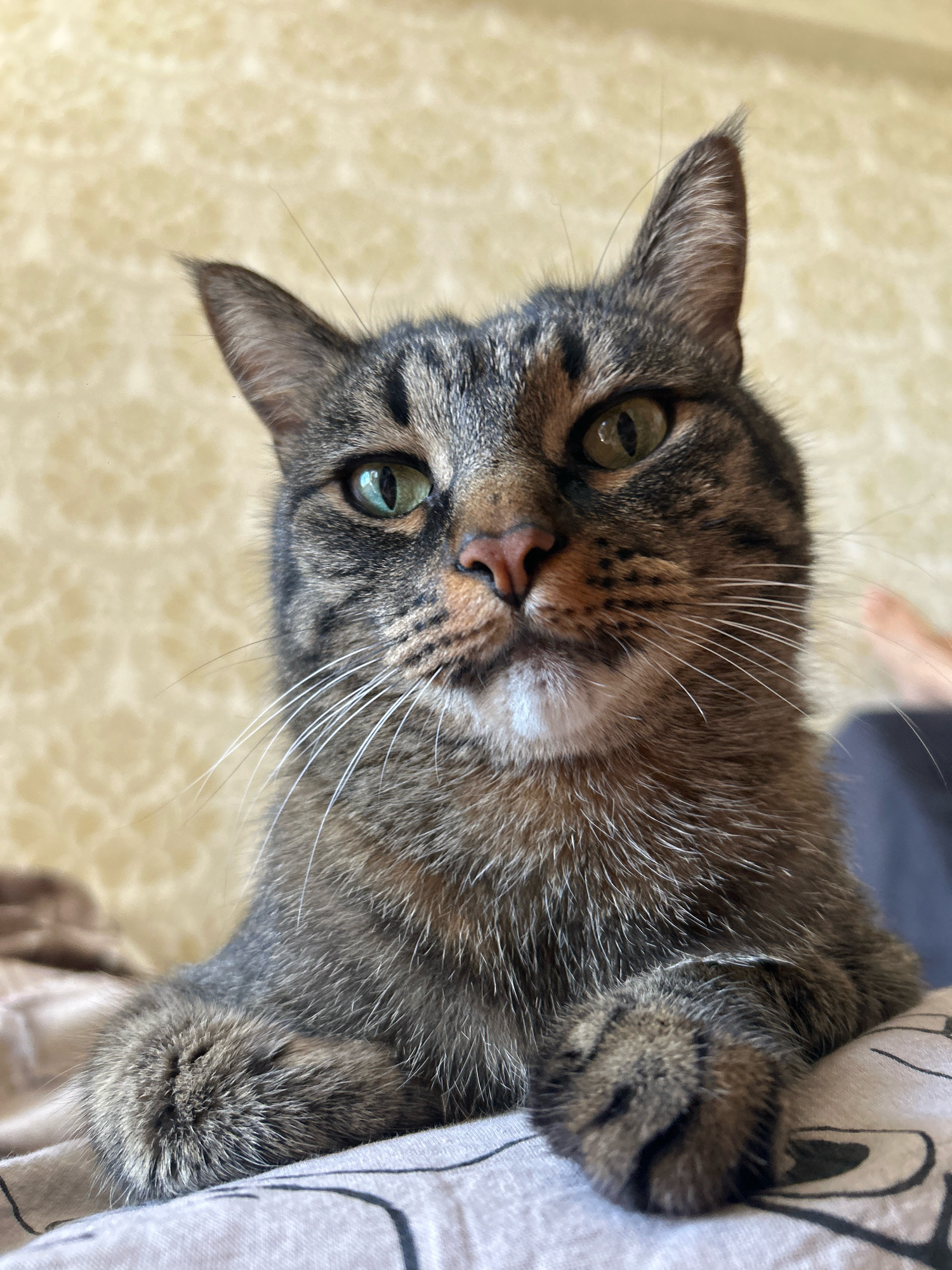 The image shows a close-up of a tabby cat's face, with its head tilted slightly upwards and paws resting on a patterned surface. The cat has green eyes, a pink nose, and prominent white whiskers. The background is a textured, light-colored wall. There is no identifiable location in the city of Khyrdalan, Azerbaijan, or any people present in the image. The scene is a still portrait of the cat.