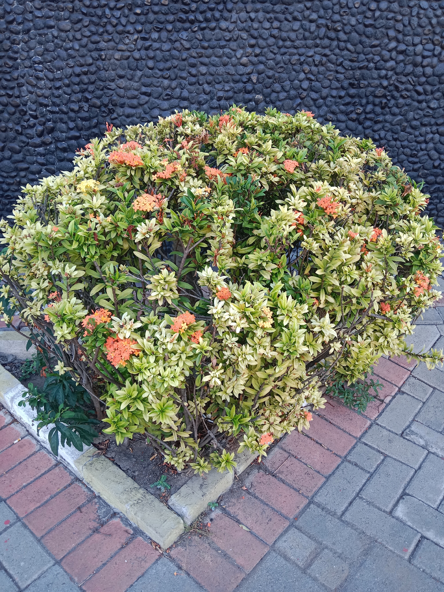 A lush green and yellow flowering bush with clusters of bright orange flowers is positioned in front of a dark, textured stone wall. The bush is neatly trimmed and appears to be thriving in an outdoor environment. In the foreground, a paved walkway made of interlocking rectangular bricks in shades of red and gray runs diagonally across the image. The bricks are laid in a herringbone pattern, creating a visually dynamic surface. The scene is clean and well-maintained, suggesting it is part of a public space or a residential garden. The image's lighting suggests it was taken during daylight hours. The location is identified as Surabaya, Indonesia.