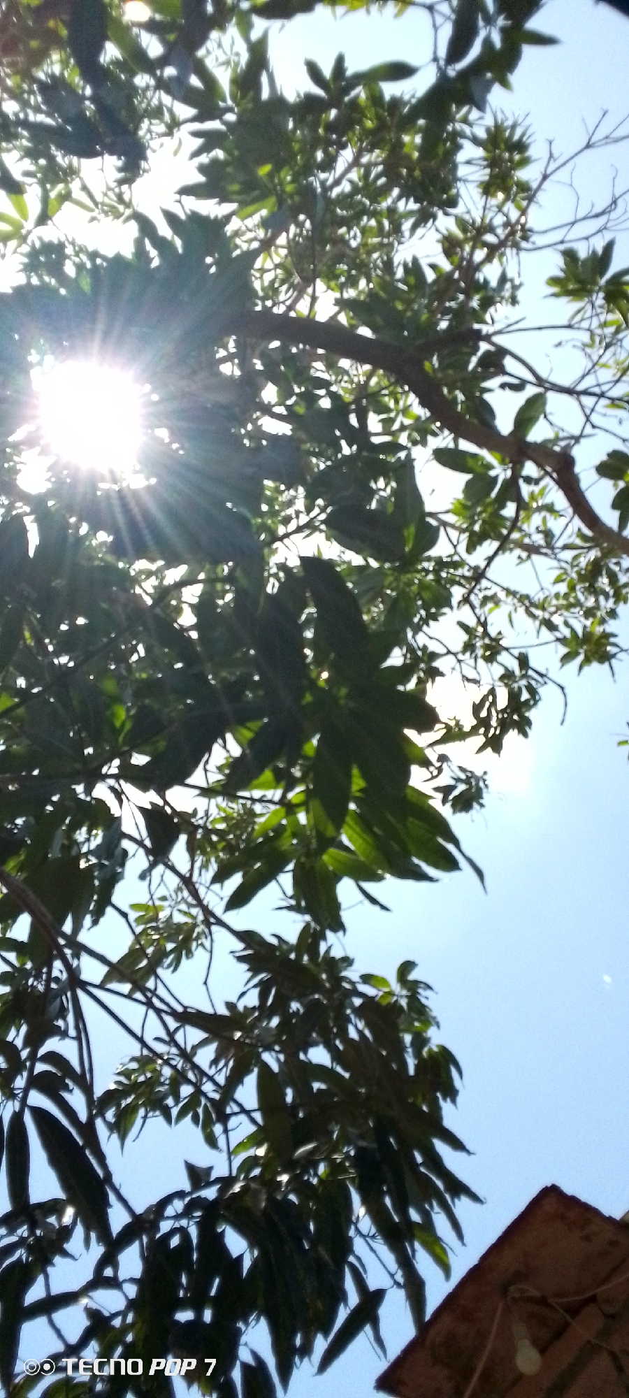 A low-angle shot captures the view looking up through the leaves and branches of a tree. The sun shines brightly through the foliage, creating a starburst effect. The sky is a clear, light blue. The lower right corner of the frame shows a glimpse of a roof with a brown tile. The location is Altagracia, Venezuela. A “TECNO POP 7” watermark is visible in the bottom left corner.