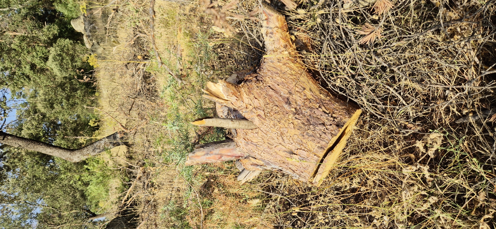 An outdoor scene depicts a large, rough-textured tree stump with prominent bark, lying horizontally on the ground in a dry, grassy, and twig-strewn area. Two broken wooden stakes protrude vertically from the top of the stump. In the background, a dense forest of trees with green foliage is visible, with some large rocks interspersed. Sunlight illuminates the scene, creating shadows and highlighting the textures of the wood and vegetation. The image is taken from a low angle, focusing on the stump.