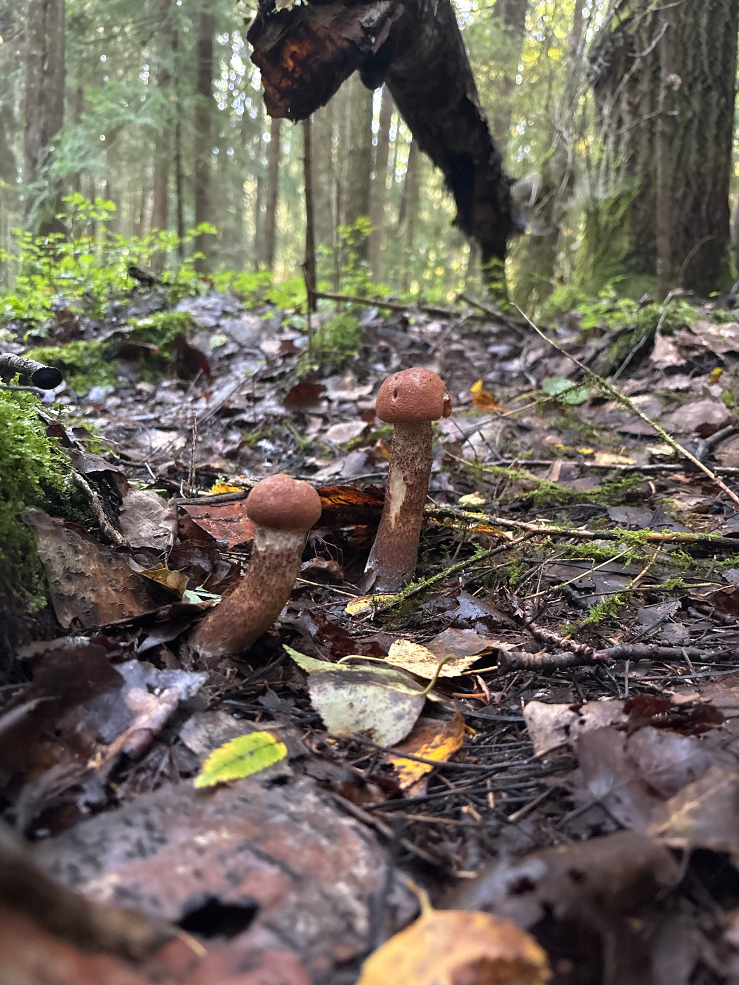 The image depicts a low-angle view of the forest floor in Uglovo Massiv, Russia. Two small brown mushrooms with red caps are the primary subjects, positioned in the center foreground. They are surrounded by fallen leaves, twigs, and moss, indicative of an autumn forest environment. In the background, a dense forest of tall trees is visible, with sunlight filtering through the canopy, creating a dappled effect. The overall scene conveys a natural, undisturbed woodland setting.