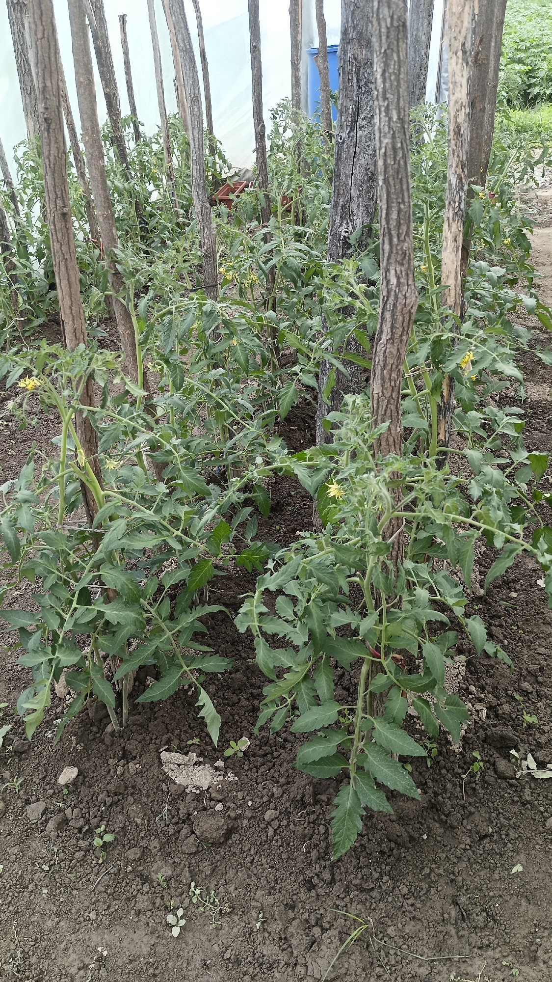 The image shows a garden with tomato plants supported by wooden poles. The plants are green and leafy, with some showing small yellow flowers. The soil around the plants appears to be dark and rich. The poles are irregularly spaced, and some have a rough, bark-like texture. In the background, there is a translucent structure, possibly a greenhouse. A blue container is also visible in the background.
This image was taken at Muzga, Bulgaria.