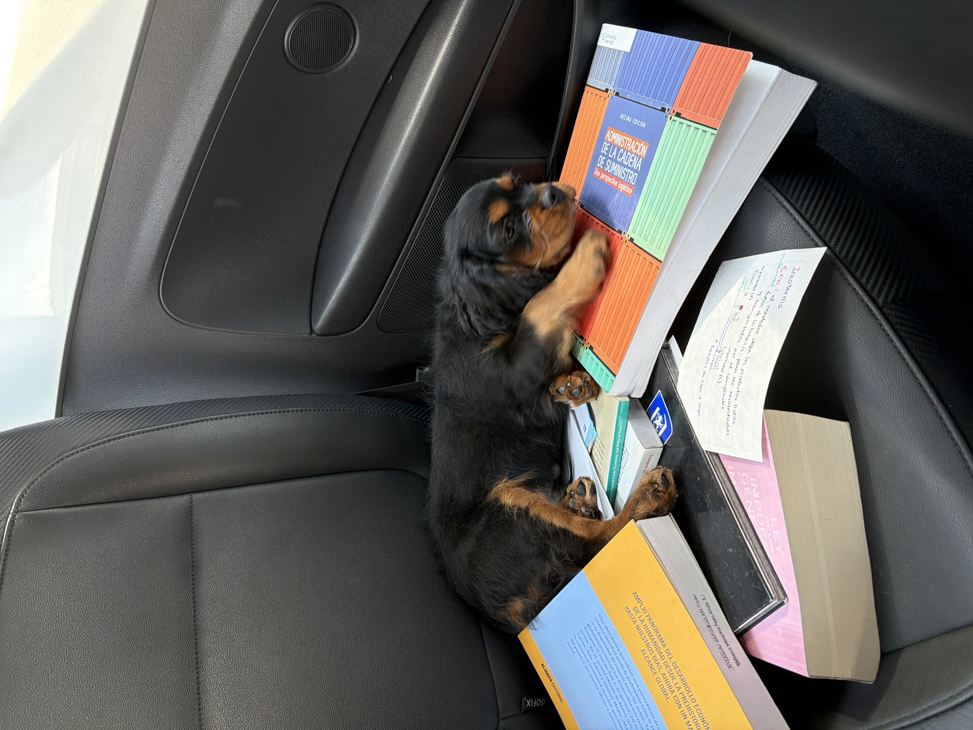 A Cavalier King Charles Spaniel puppy is nestled among a pile of books on the black leather seat of a car. The book on top is a Spanish language edition of "Administración de la Cadena de Suministro". Another book visible is "LEY DE LOS IMPUESTOS". A handwritten note with the word "Incoterms" is also in the pile. The interior of the car is black with a white exterior panel visible. The location is unknown, but the text on one of the books suggests the books may be from Mexico. There is no indication of Puebla, Mexico.