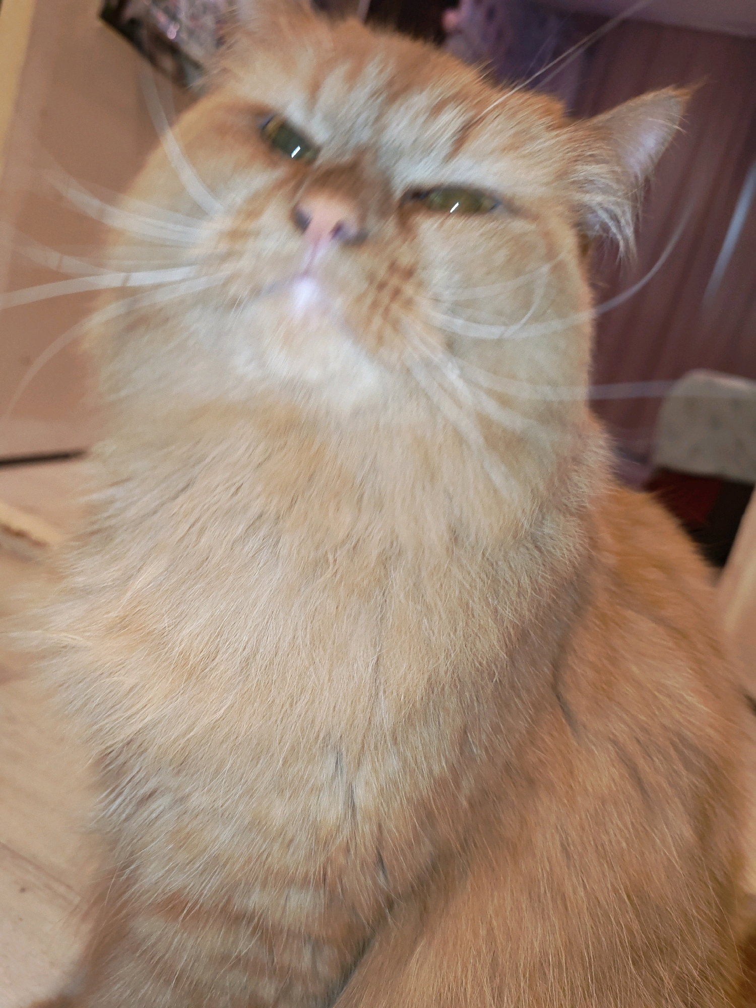 A close-up, slightly blurry, eye-level, medium shot captures an orange tabby cat with thick fur sitting on a light-colored wooden floor. The cat is looking directly at the camera with its green eyes slightly narrowed. Its long white whiskers are fanned out. The background is out of focus, showing a room with indistinct objects, possibly furniture, in muted colors. The lighting is dim, creating soft shadows. The image appears to be taken indoors, in a residential setting. There is no discernible indication of the city of Chaikovsky, Russia, within the image itself.