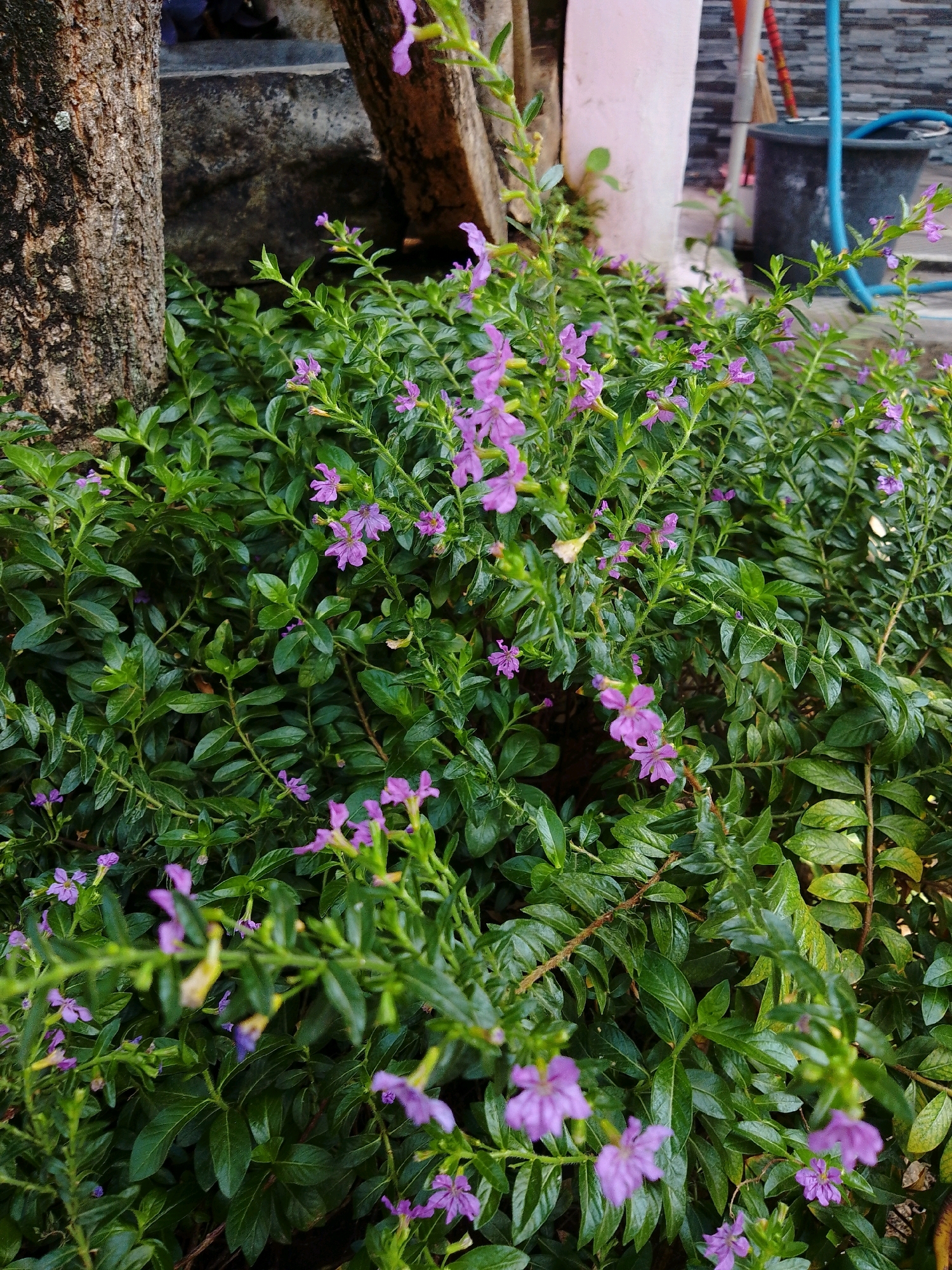 A close-up, high-angle shot captures a dense cluster of lush green foliage adorned with small, delicate purple flowers. The plant is positioned outdoors, near the base of a large, textured tree trunk on the left side of the frame. In the background, a pale pink pillar and a dark gray bucket with a blue hose are visible, hinting at an urban or semi-urban setting in Cikal, Indonesia. The sunlight casts subtle shadows, highlighting the intricate details of the plant's leaves and blossoms. The scene is peaceful and natural, with the vibrant greenery and soft purple flowers offering a touch of color against the muted tones of the surrounding environment.
