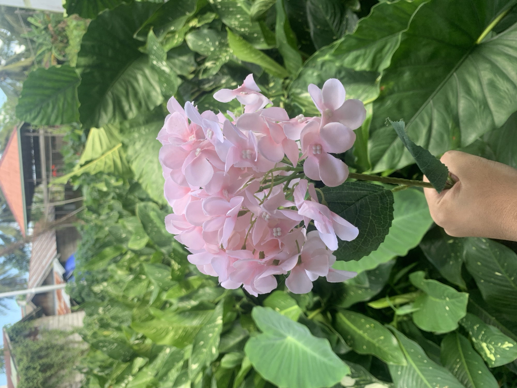 A hand is holding a stem with a cluster of pink artificial hydrangeas. The flowers are in the foreground, slightly to the left of the center of the image. Behind the flowers and to the right is a large, lush green leaf. The background is filled with more green foliage, with some hints of wooden structures and red-tiled roofs, suggesting a rural or semi-rural setting. The overall impression is one of a garden or natural outdoor environment. The location is described as the city of Kuala Pembuang, Indonesia.
