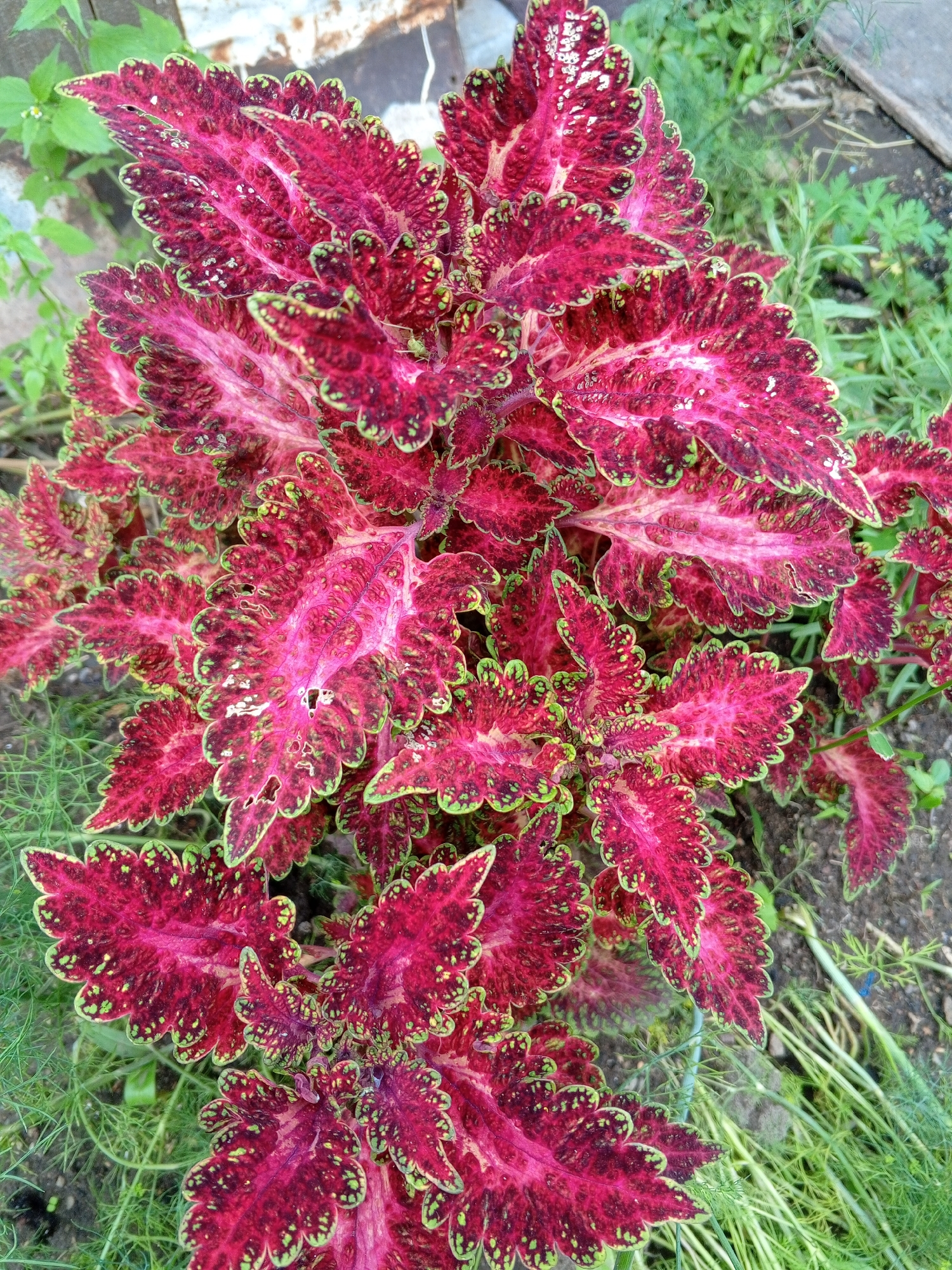 A close-up, high-angle shot captures a vibrant cluster of coleus plants, their deeply serrated leaves showcasing a striking gradient of deep red, magenta, and hints of dark purple. The edges of the leaves are delicately outlined in lime green, with irregular green speckling scattered across the darker red areas. The plants are rooted in dark, earthy soil, interspersed with slender, green foliage. The background is softly blurred, suggesting a natural outdoor setting within an urban environment. No people or animals are present in the scene.