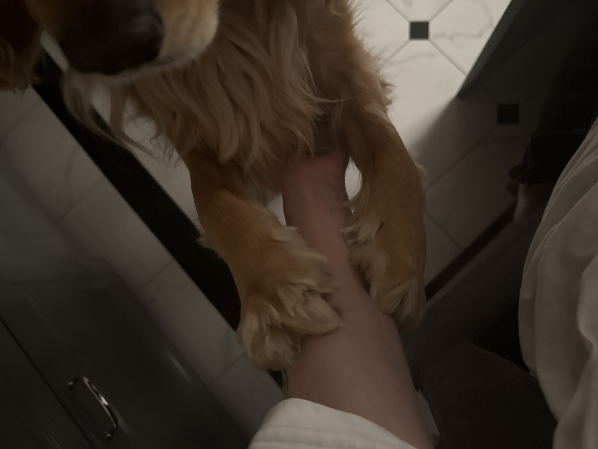A close-up, low-angle shot shows a person's leg and arm with a dog's paw resting on the arm. The dog, a golden retriever, is partially visible from the neck down, with its fur a light brown color. The person's arm is fair-skinned and appears to be bare from the elbow down. The background is dimly lit and appears to be a bathroom, with a dark, glossy surface on the left, possibly a cabinet or vanity, and a tiled floor with a diamond pattern. The lighting is dim, casting shadows and creating a slightly moody atmosphere. The image is focused on the interaction between the dog and the person, highlighting the texture of the dog's fur and the smooth skin of the arm.