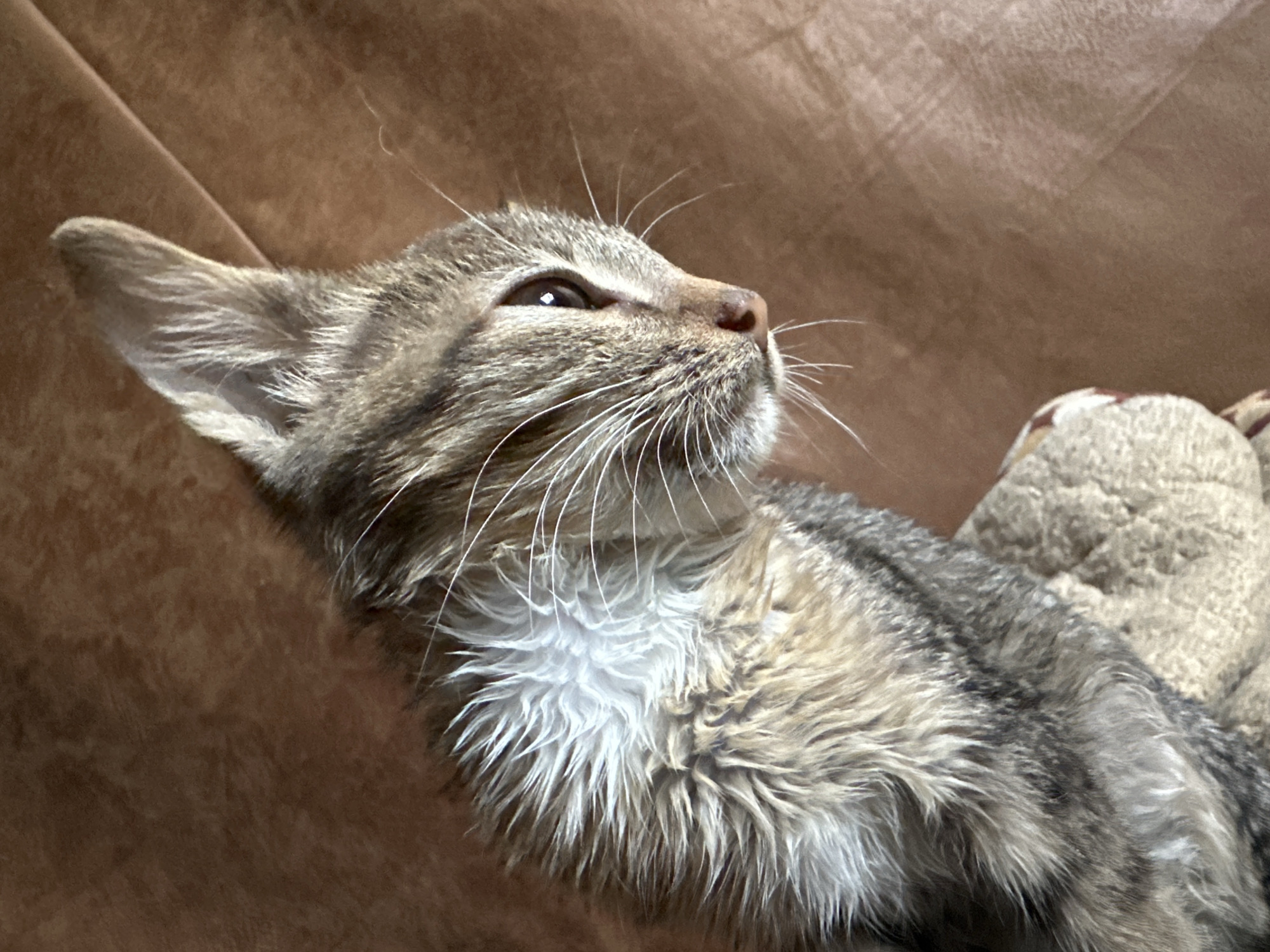 A close-up, high-angle shot captures a tabby kitten with wet, fluffy fur resting on a textured brown surface. The kitten's head is turned to the right, showing its profile with one eye visible. Its ears are pointed upwards, and its whiskers are fanned out. The brown surface appears to be upholstery, possibly from a couch or chair. The lighting suggests an indoor environment. No people or other animals are visible. The scene is devoid of any specific location markers that would place it in Jos, Nigeria.