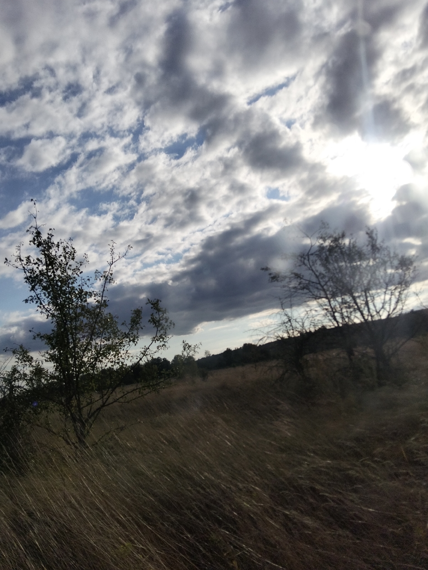 The image depicts an outdoor natural scene with a focus on a grassy field and a cloudy sky. In the foreground, tall, dry grass blows in the wind, creating a sense of movement and texture. On the left side of the frame, a small, leafy tree stands, its branches bare in some areas. Further back, the landscape transitions to a darker, wooded area. The sky is filled with a mix of dark and light clouds, with the sun peeking through in the upper right quadrant, casting a bright, diffused light. The overall impression is one of a somewhat overcast day in a rural or natural setting. There are no people or animals visible in the image. The location is specified as Ustyvytsya, Ukraine, which suggests a rural landscape within that region.