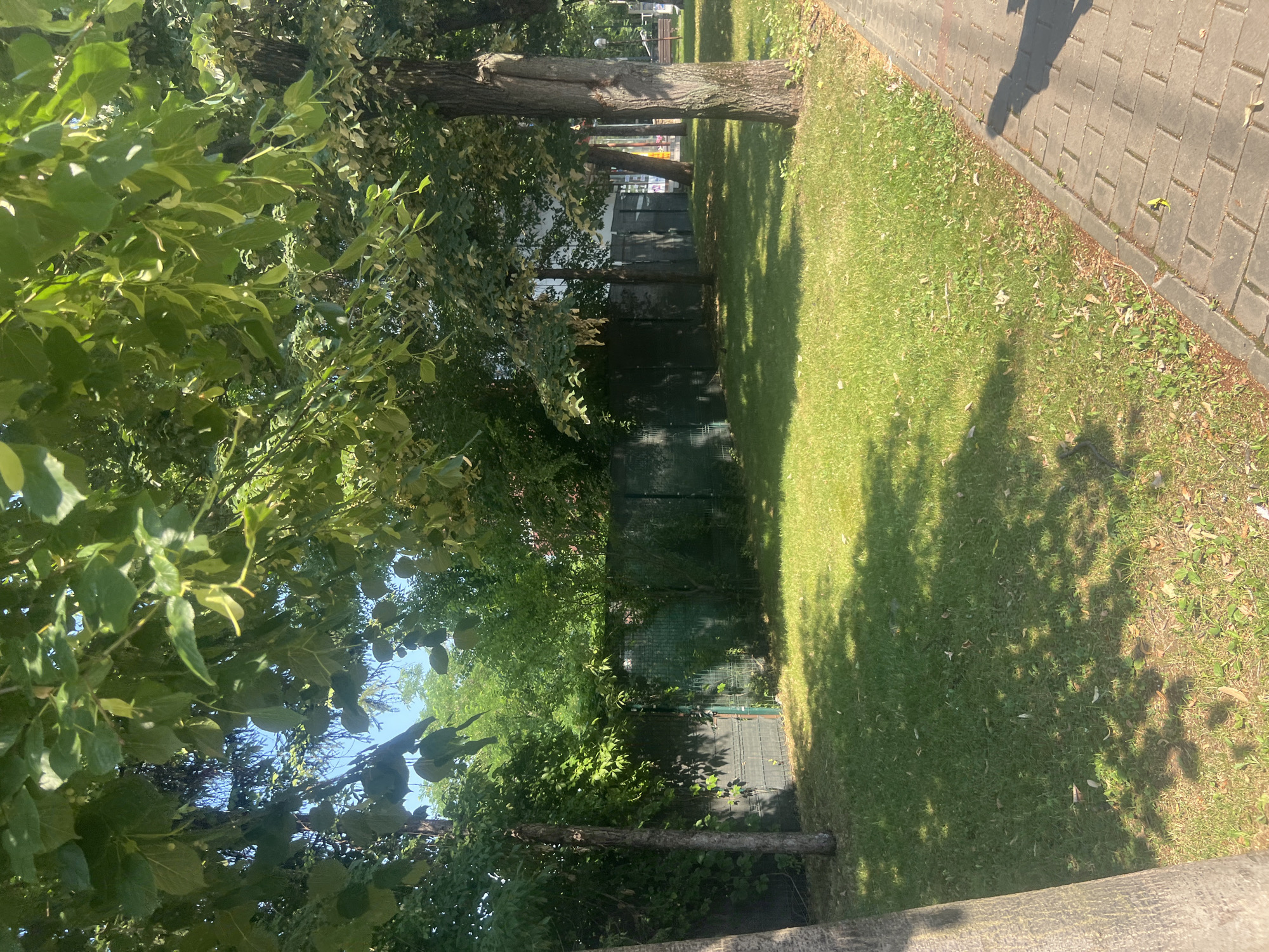 The image depicts a sunlit park area with a paved walkway on the right. A lush green lawn occupies the foreground, with scattered fallen leaves. Trees with dense foliage cast dappled shadows on the grass. A dark green, mesh fence runs along the back of the lawn, separating it from an area with more trees and some buildings visible in the distance. The overall impression is a peaceful, natural setting within a city. This scene is characteristic of many public parks or green spaces found in Iași, Romania, such as the Copou Garden or other recreational areas within the city.