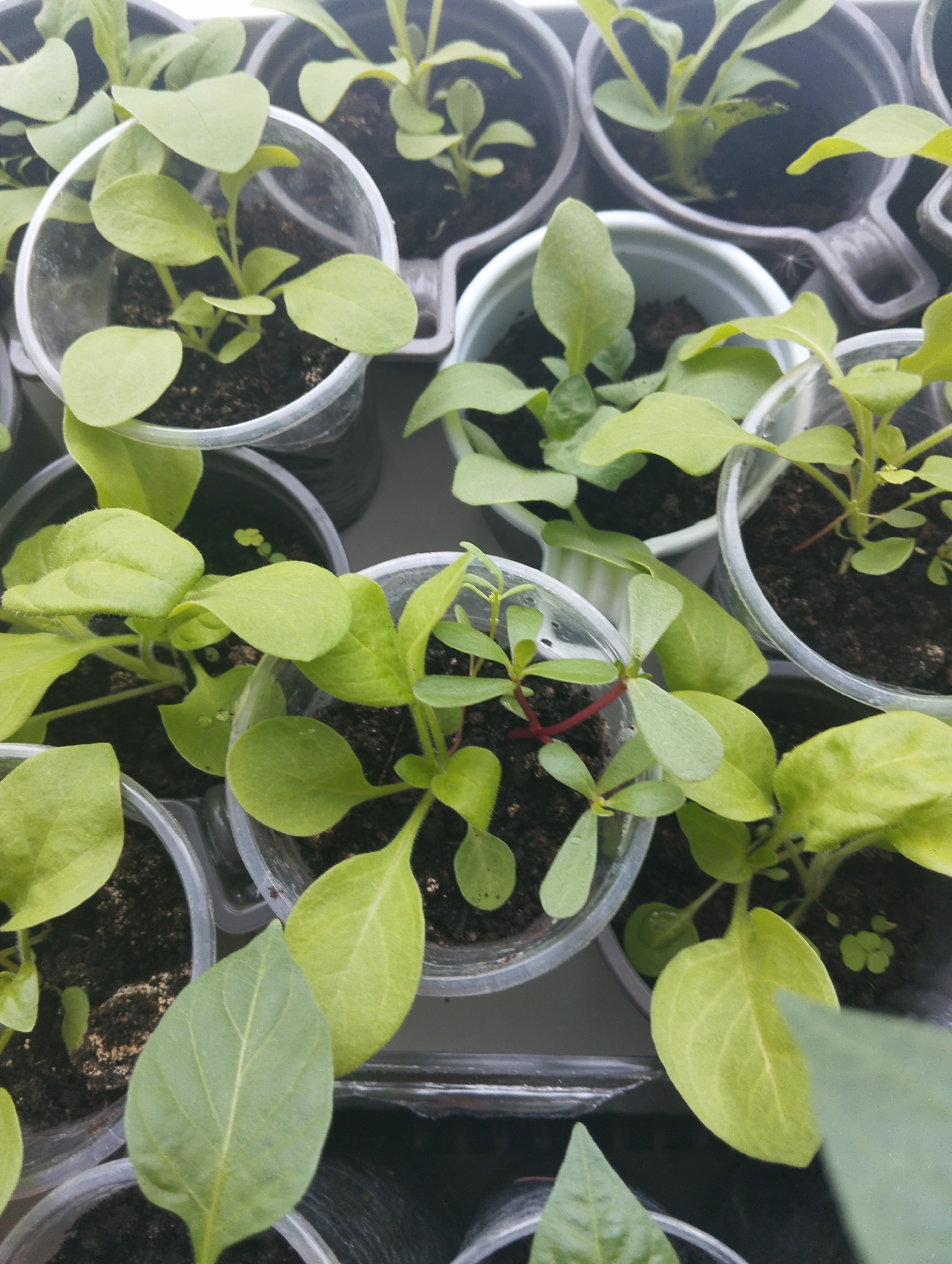 A high-angle, close-up shot depicts multiple small, translucent plastic cups filled with dark soil, each containing several young, green plants. The cups are arranged closely together, some in rows, creating a grid-like pattern. A few cups have plants with small, rounded leaves and thin, red stems. Some of the plant leaves exhibit water droplets. A portion of a white windowsill is visible beneath the cups, and some cups are nested within black plastic carriers. The location of Krasnogorskoye, Russia, is mentioned but not directly depicted in the image.