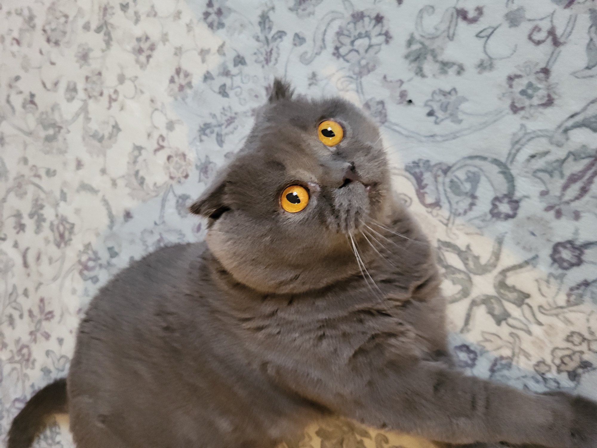 A gray Scottish Fold cat with orange eyes lies on a patterned off-white and gray surface. The cat is looking up at the camera with its head tilted. The location is Unknown, Unknown.