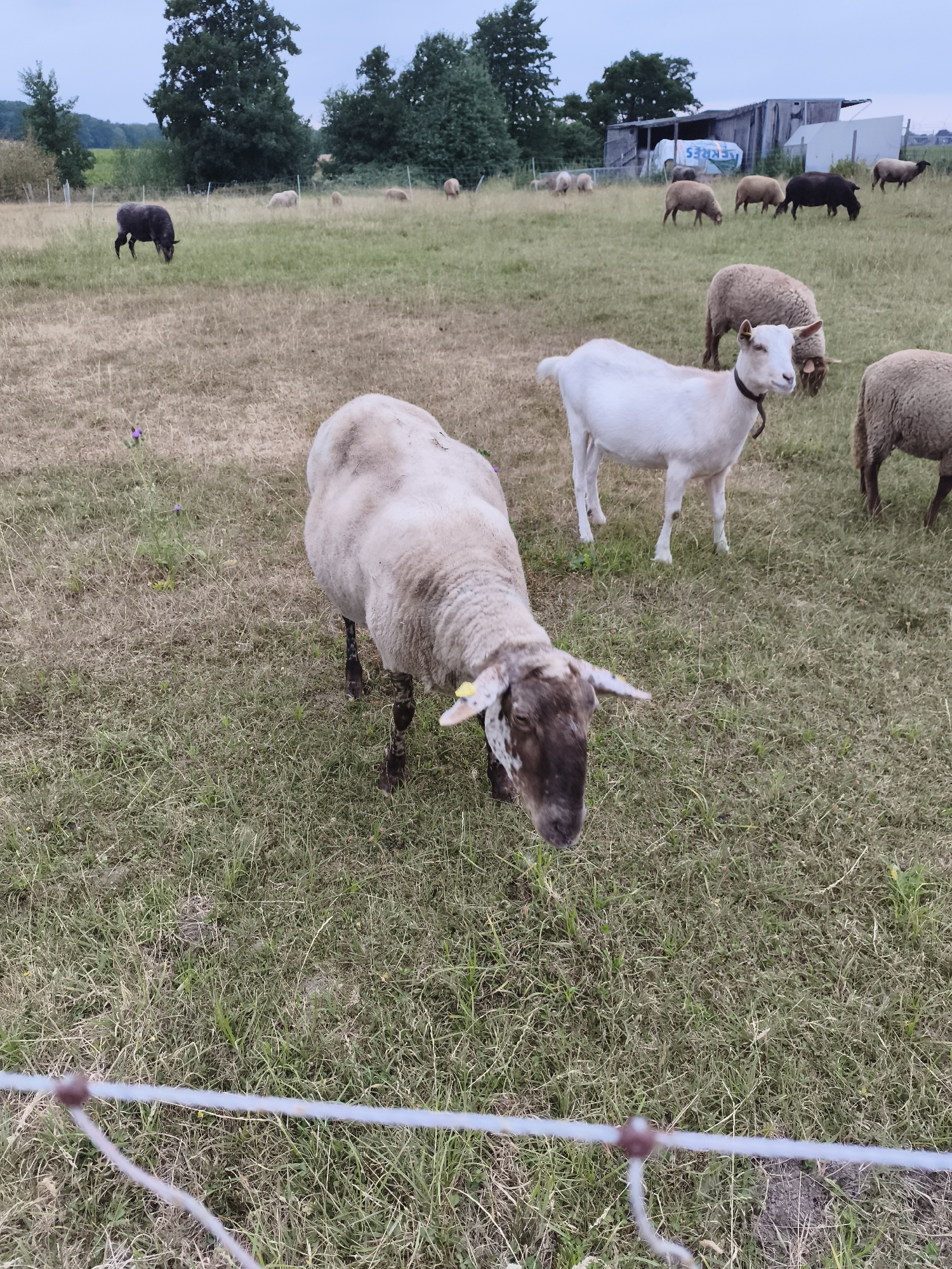 The image depicts a rural scene with a herd of sheep and a goat grazing in a dry, grassy field. In the foreground, a wire fence with a brown connector is visible, partially obscuring the view of the animals. A sheep with a dark face and white body stands prominently in the center, facing away from the camera. To its right, a white goat with a dark collar is also facing away, looking towards the right. In the background, several other sheep are scattered across the field, some grazing and others standing. Beyond the field, a weathered wooden structure with a blue tarp is visible, along with trees lining the horizon under an overcast sky. The overall impression is that of a pastoral setting, likely a farm or pasture.