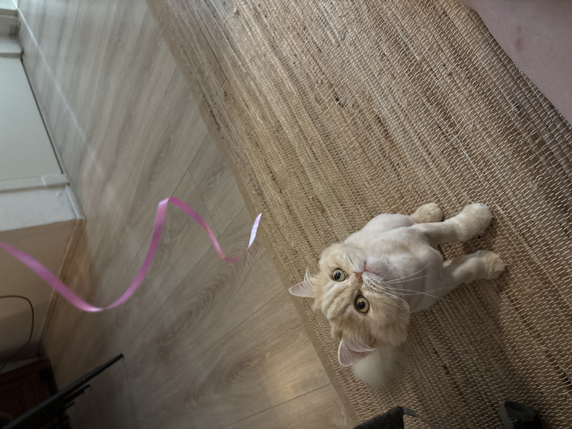 A cream-colored cat with a shaved body and fluffy tail sits on a woven rug, looking up at a pink ribbon dangling from the ceiling. The cat has large, round, yellow eyes and a flat face characteristic of its breed. The ribbon is suspended by an unseen string and is curved in the air, casting a faint shadow. The background consists of a light-colored wooden floor and a white wall. The scene appears to be indoors, likely in a residential setting. The location is specified as Heerlen, Netherlands, though no visual cues in the image confirm this.