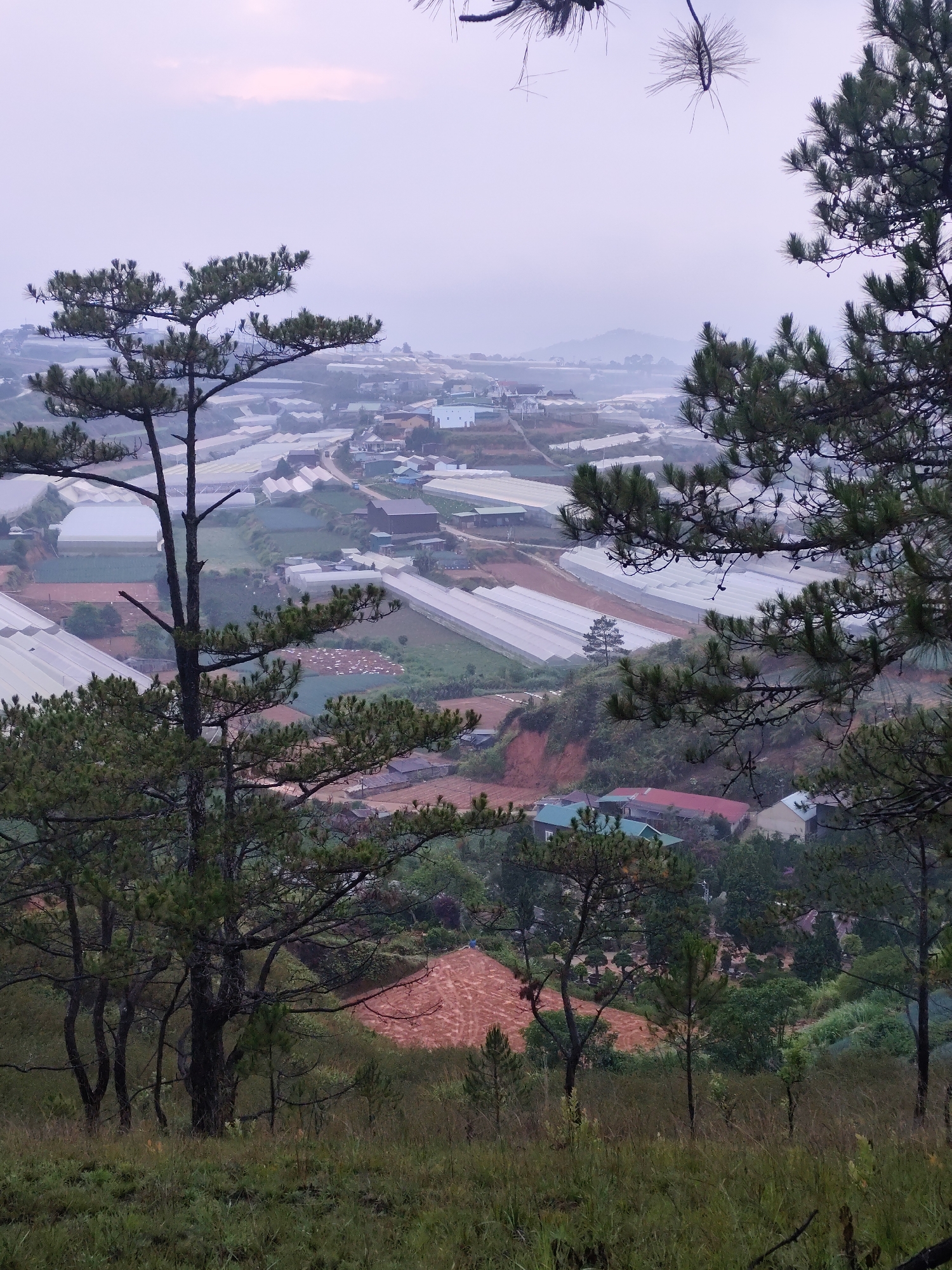 A scenic view of Lạc Dương, Vietnam is captured from a high vantage point. In the foreground, several evergreen trees stand tall on a grassy slope. The midground features a mix of residential buildings with red and green roofs nestled amidst lush vegetation. Further back, rows of greenhouses line the landscape, stretching into the distance. A thin layer of fog or mist hangs in the air, partially obscuring the distant hills and contributing to the subdued lighting. The sky is overcast, with hints of pinkish light near the horizon.