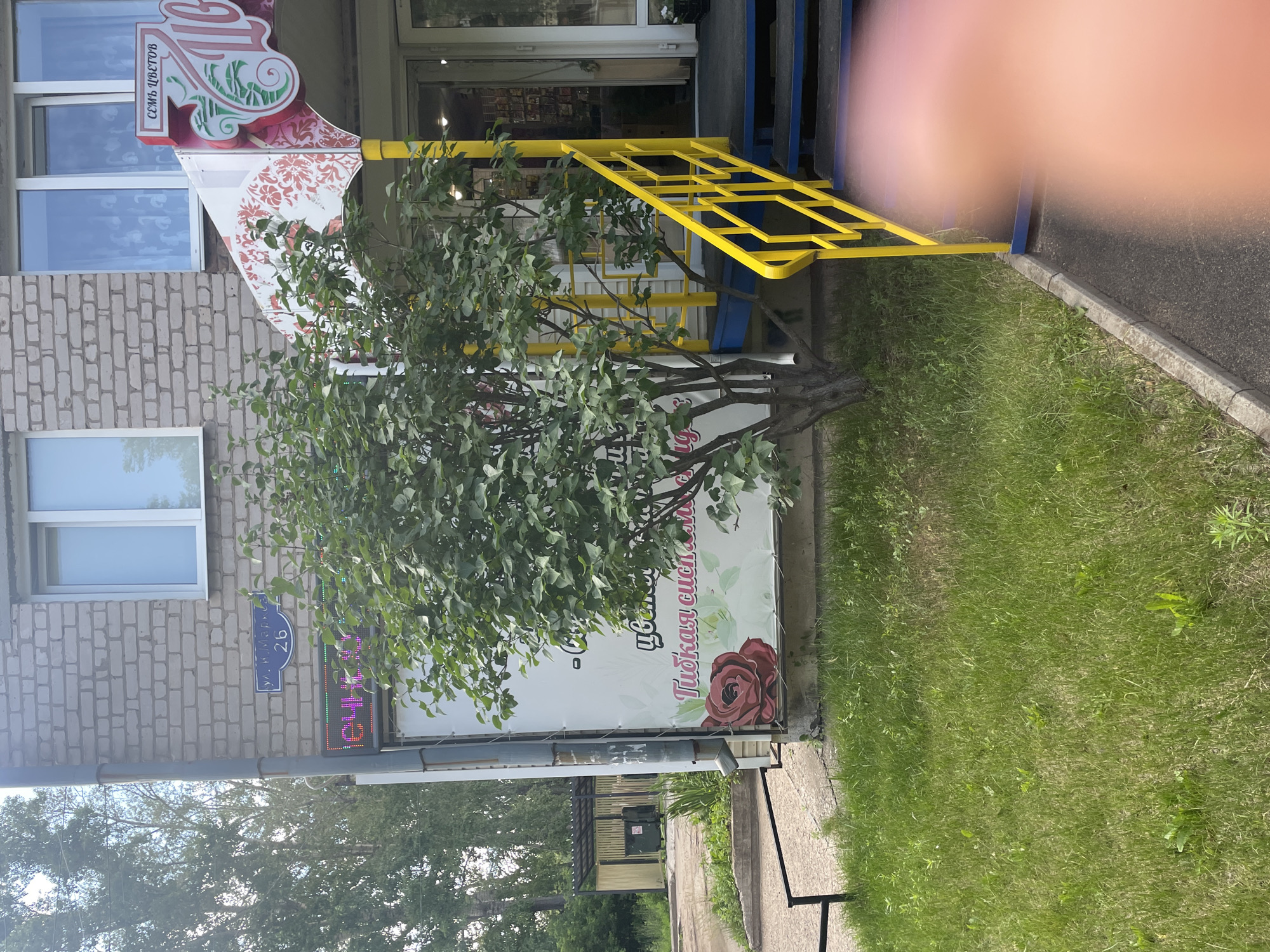 The image shows the entrance to a shop with a sign that reads "СЕМЬ ЦВЕТОВ" (Seven Flowers). There is a small tree in front of the entrance, and a yellow railing leading up to the door. The building appears to be made of brick, and there is a street sign visible that reads "ул. М. Горького 26" (M. Gorky Street 26). This indicates the location is likely in Chaikovsky, Russia, as street names and building numbers are typical of Russian urban environments. There is also a large banner on the side of the building with a picture of a rose and some Russian text that appears to be advertising. A person's finger is visible in the lower right corner of the image, obscuring part of the scene. The environment appears to be a residential or commercial area with trees and grass.