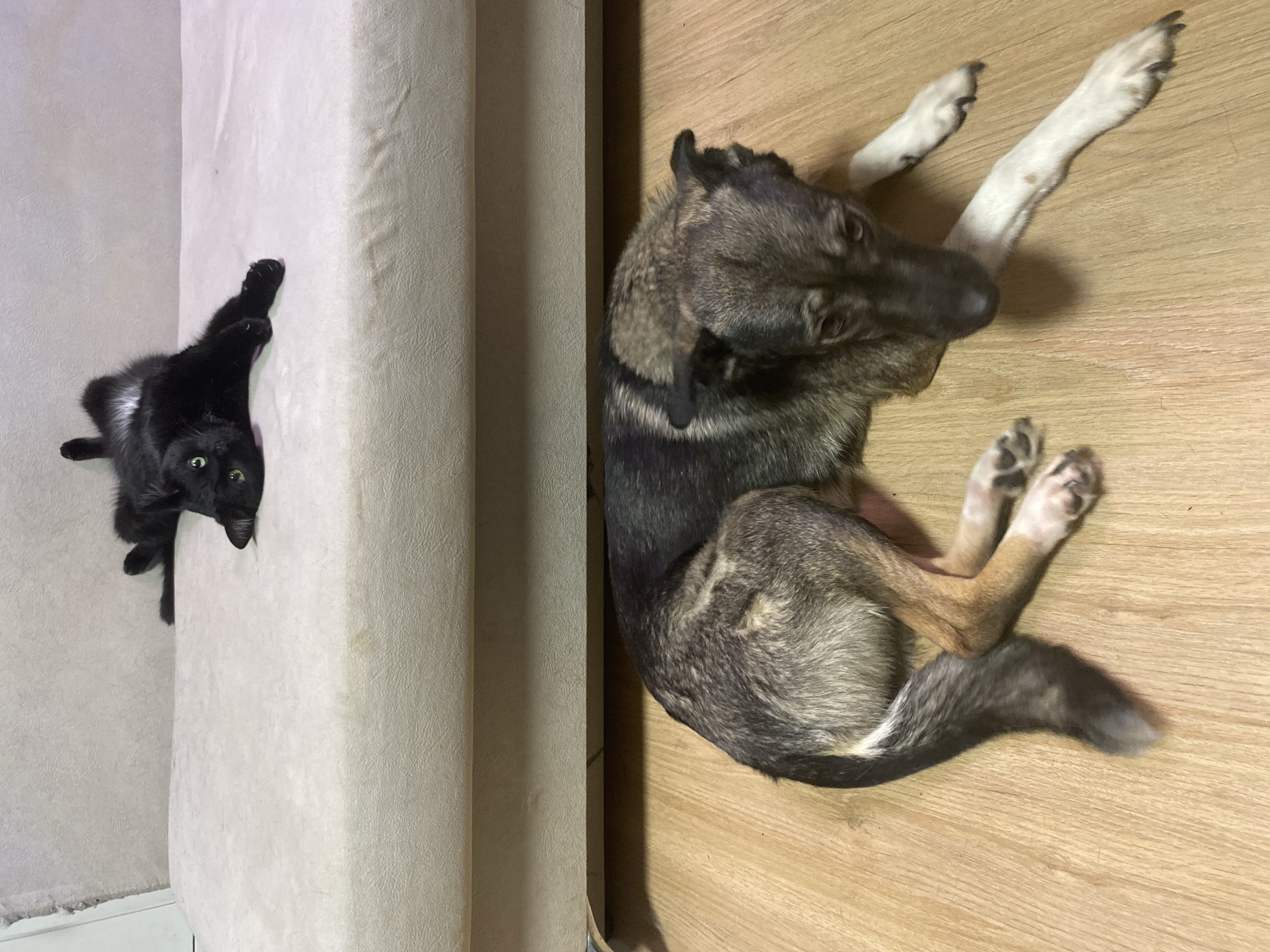 A black cat lies on its side on a light-beige upholstered surface. A German Shepherd dog is lying on its back on a light-brown wooden floor. The scene appears to be indoors. The location is Chaikovsky, Russia.
