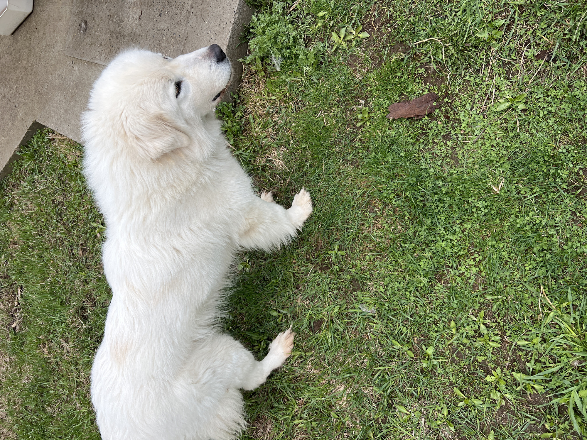 A white Great Pyrenees dog is lying on green grass next to a concrete surface. The dog is positioned diagonally in the frame, with its head near the top-left corner and its body extending towards the bottom-left corner. The grass covers the majority of the image and a small piece of brown wood is visible on the right side of the frame. The image was taken outdoors in daylight. There is no verifiable information connecting this image to Chaikovsky, Russia.