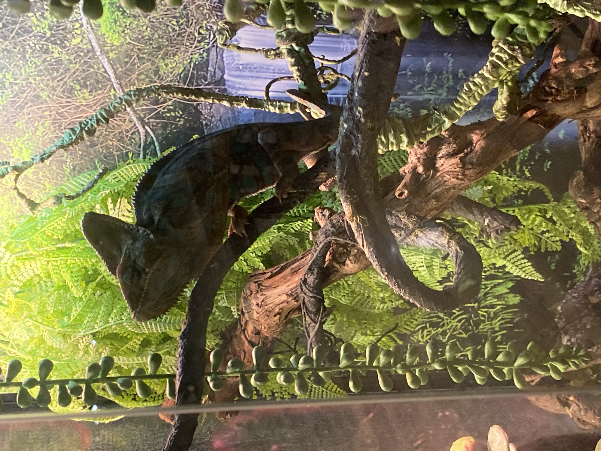 A veiled chameleon is perched on a branch within a terrarium. The chameleon is positioned in the center-left of the frame, with its head turned to the left, showcasing its distinctive casque. Its body displays a mottled pattern of greens and browns, blending with the surrounding foliage. The terrarium features artificial ferns and hanging vines, creating a dense, green environment. In the background, a printed scene depicts a waterfall cascading through a forest. The lighting appears to be artificial, illuminating the chameleon and its habitat. No information about the location in Yekaterinburg, Russia is discernible from the image.