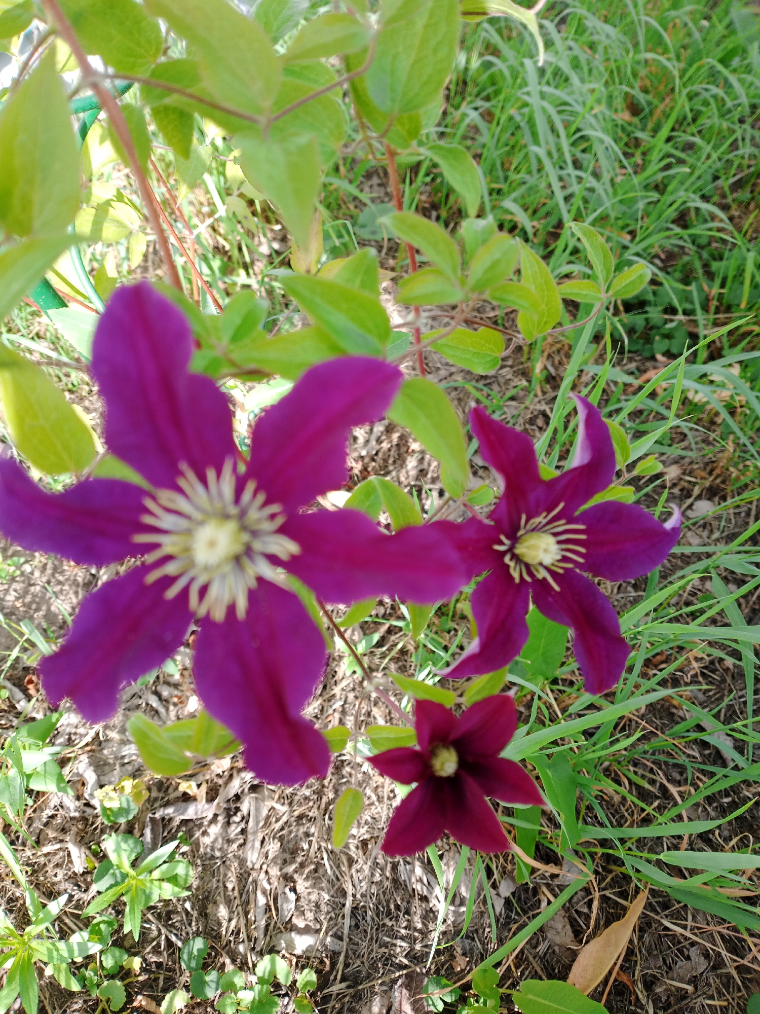 Memory