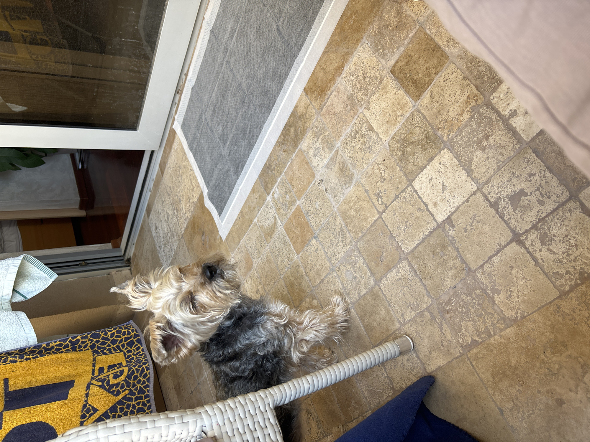 A high-angle shot shows a small dog sitting on a tiled floor in what appears to be a patio or balcony. The dog is a mix of gray, black, and tan fur and is positioned between a white wicker chair and a gray door mat. To the left, there are towels and a yellow/blue patterned cloth. The setting suggests an outdoor or semi-outdoor space, possibly in a private residence. There are no visible landmarks to explicitly confirm the location as Budva, Montenegro, so any information about the city would be speculation.