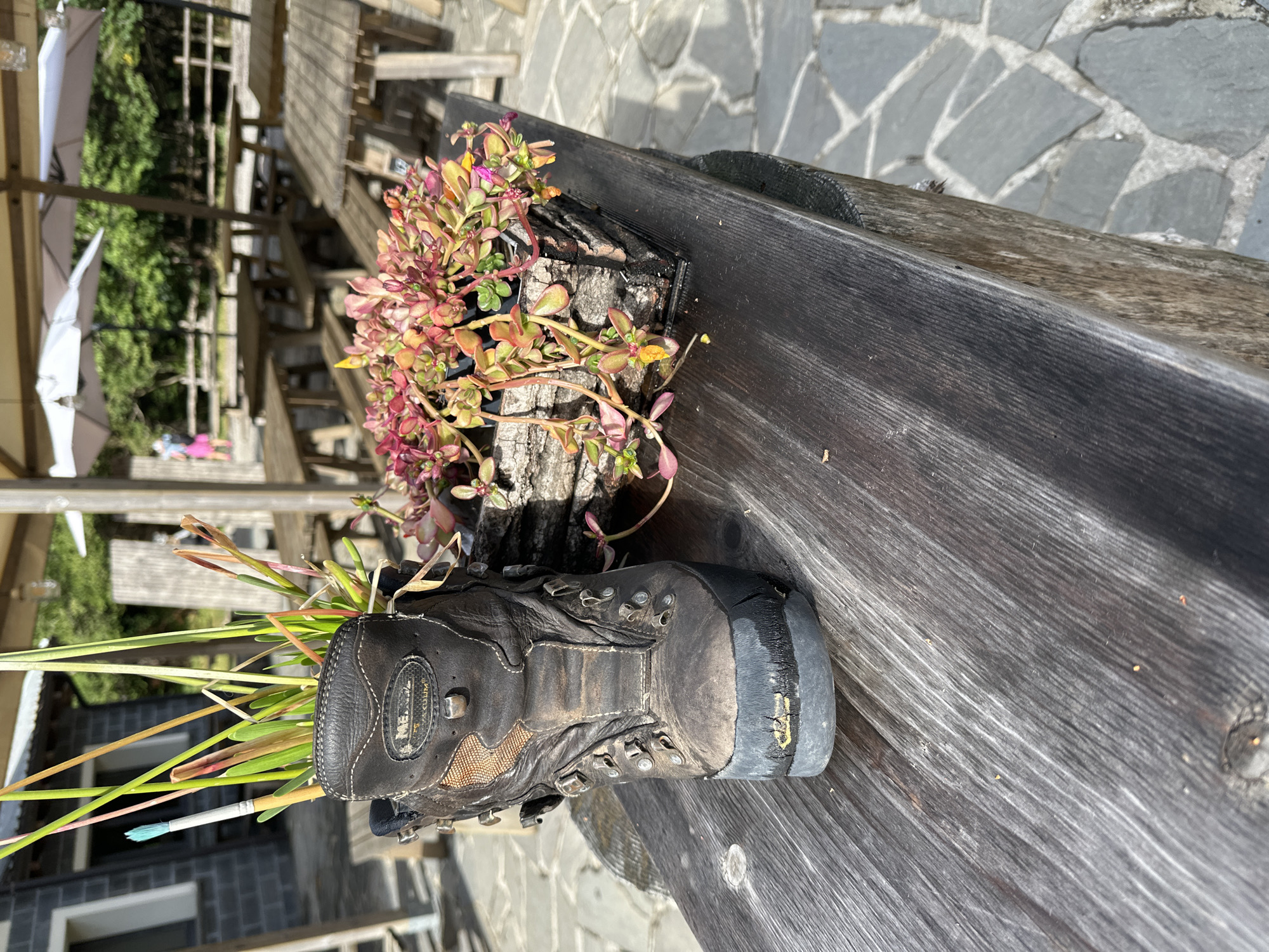 In Corniglio, Italy, on a wooden bench, a weathered brown hiking boot serves as a planter for greenery and a paintbrush. Adjacent to the boot, a small, rustic planter crafted from wood bark holds a cluster of vibrant succulents with pink and green leaves. The scene is set outdoors, with picnic tables and umbrellas visible in the background, suggesting a park or restaurant setting. The ground is paved with irregular stone tiles, and lush trees and foliage frame the area. The lighting indicates a bright, sunny day.