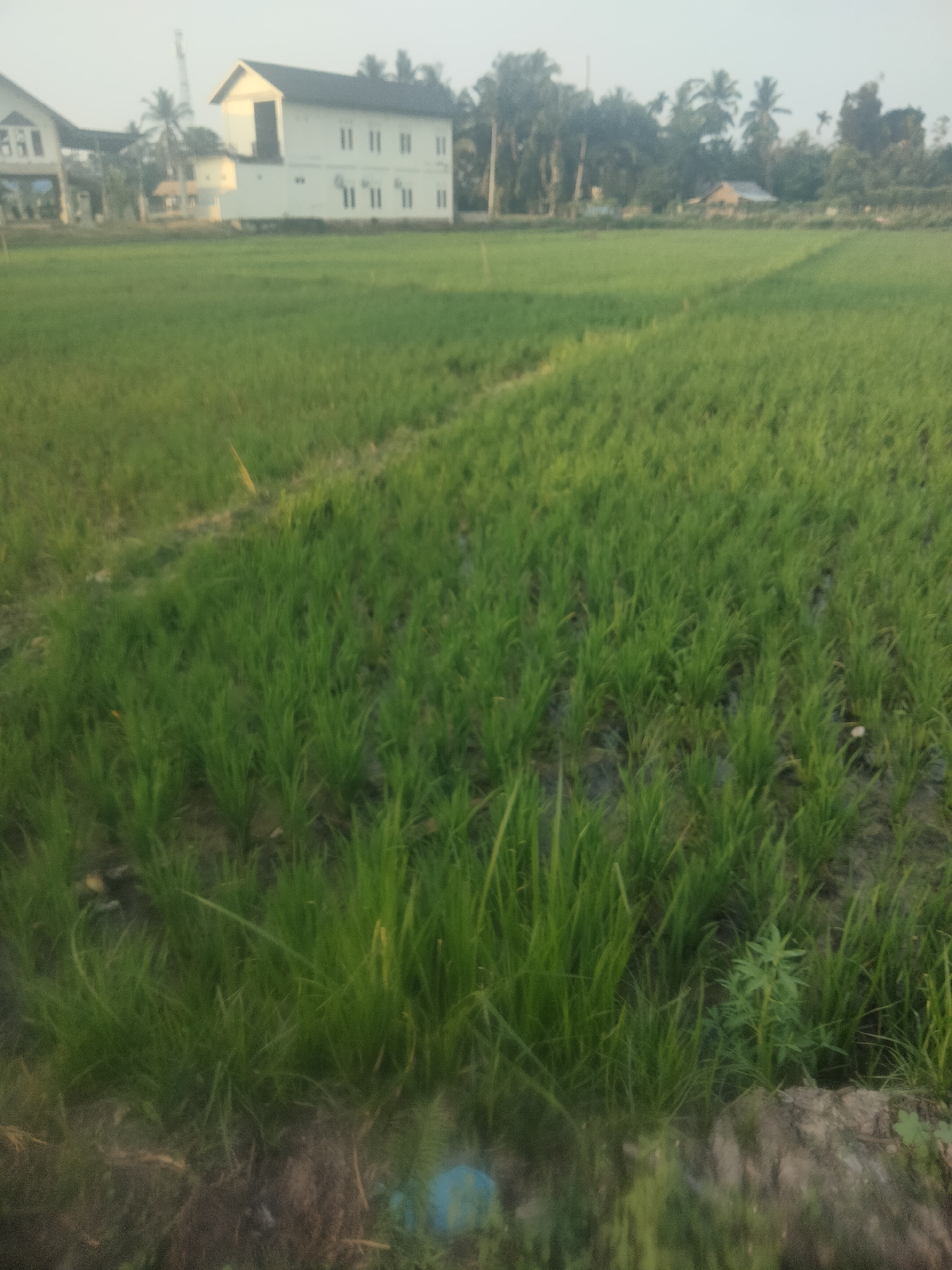 An eye-level, medium shot captures a verdant, flooded rice paddy in a rural setting. The waterlogged field is densely populated with young rice shoots, their green blades standing tall and lush. A subtle diagonal line cuts across the field, dividing it into two distinct sections, suggesting a change in cultivation or terrain. In the background, a cluster of buildings, likely residences, is visible, their white facades contrasting with the surrounding greenery. Palm trees and other foliage dot the landscape, adding to the tropical ambiance. The sky above is a pale, hazy blue, indicating either early morning or late afternoon light. The scene is peaceful and undisturbed, with no human presence or activity evident. The overall impression is one of a tranquil, agricultural community harmoniously coexisting with nature.
