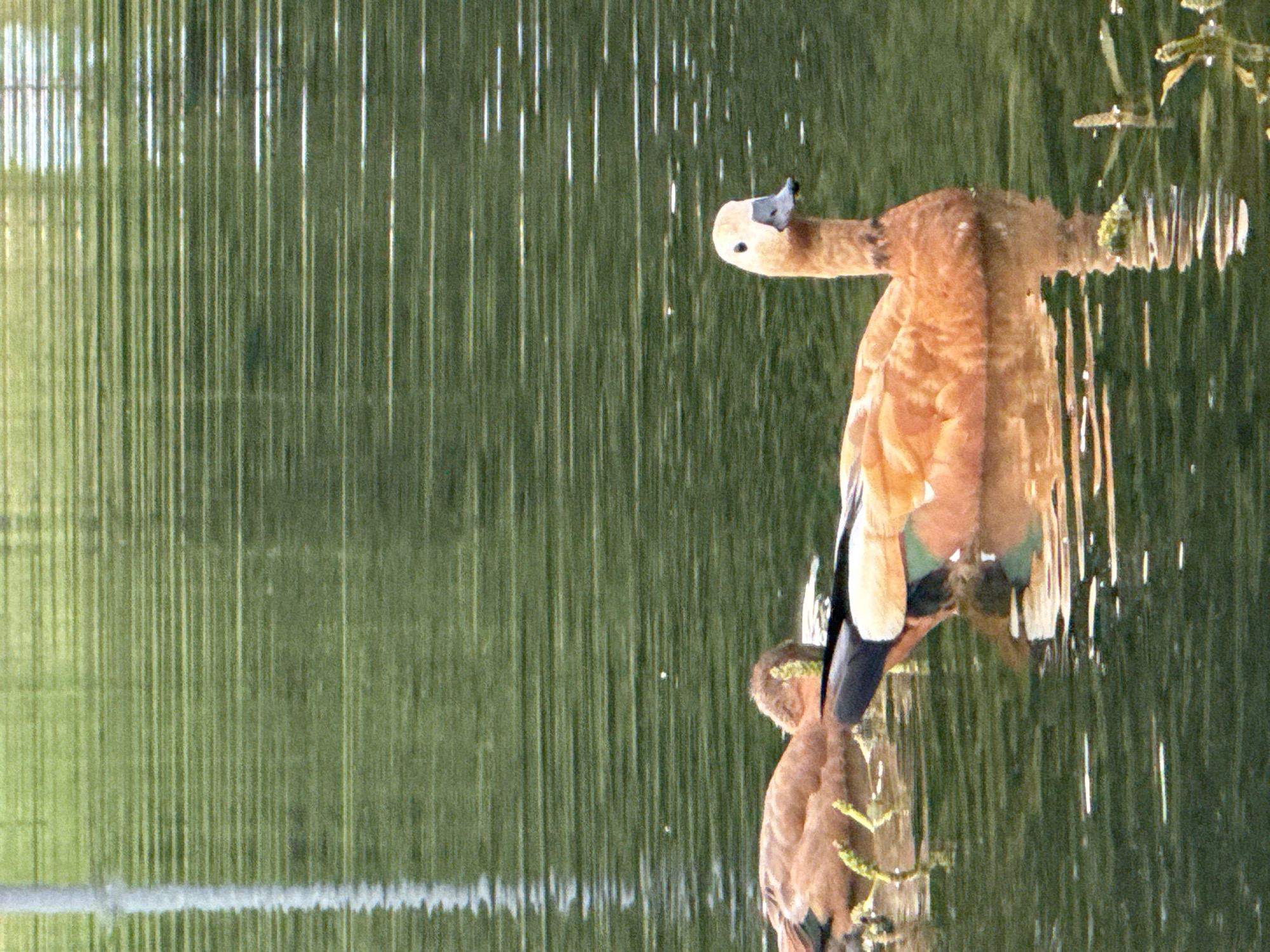 A pair of ruddy shelducks are reflected in the water of a pond. The larger duck is in the foreground, facing left, with its head tucked towards its body. Its feathers are a warm, rusty brown, and it has a dark black beak with a white tip. A smaller duck is partially visible below and to the left of the larger duck. It is mostly obscured by the larger duck and its reflection, but appears to be a similar color. The ducks are perched on what appears to be a log or debris in the water.
The water has a rippled surface, with strong vertical lines of light reflecting on it, suggesting a bright, sunny day. The background is a blurry expanse of green, likely foliage or grass. The overall impression is one of a peaceful natural setting. The time of day is likely daytime due to the bright reflections. No text is visible in the image.