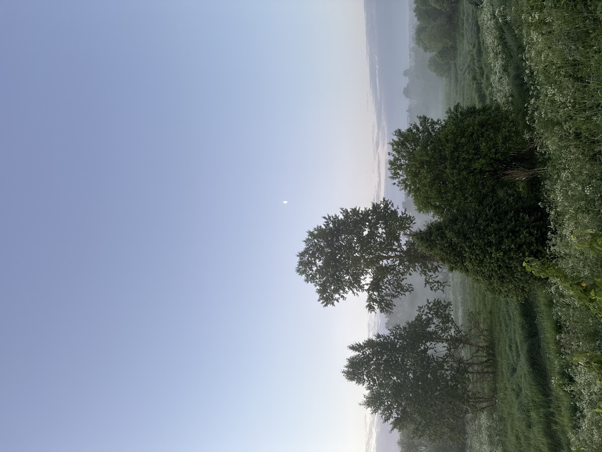 The image depicts a serene, rural landscape at dawn or dusk, characterized by soft lighting and a gentle haze. In the foreground, lush green grass and scattered white wildflowers create a natural carpet. Several trees of varying sizes and shapes are distributed across the scene. The largest tree stands prominently in the middle ground, with a dense canopy. To its left, a cluster of smaller trees forms a dense thicket. On the right side of the frame, a conical evergreen tree is positioned in front of other foliage.
The background reveals a rolling landscape with more trees, some partially obscured by a light mist, suggesting a valley or low-lying area. The sky above is a pale blue, transitioning to a lighter hue near the horizon. A sliver of the crescent moon is visible in the upper left quadrant of the sky, indicating either early morning or late evening.
The image does not contain any people or discernible man-made structures, reinforcing the sense of natural tranquility. The overall atmosphere is one of peacefulness and natural beauty, characteristic of the countryside surrounding Уральское, Russia.