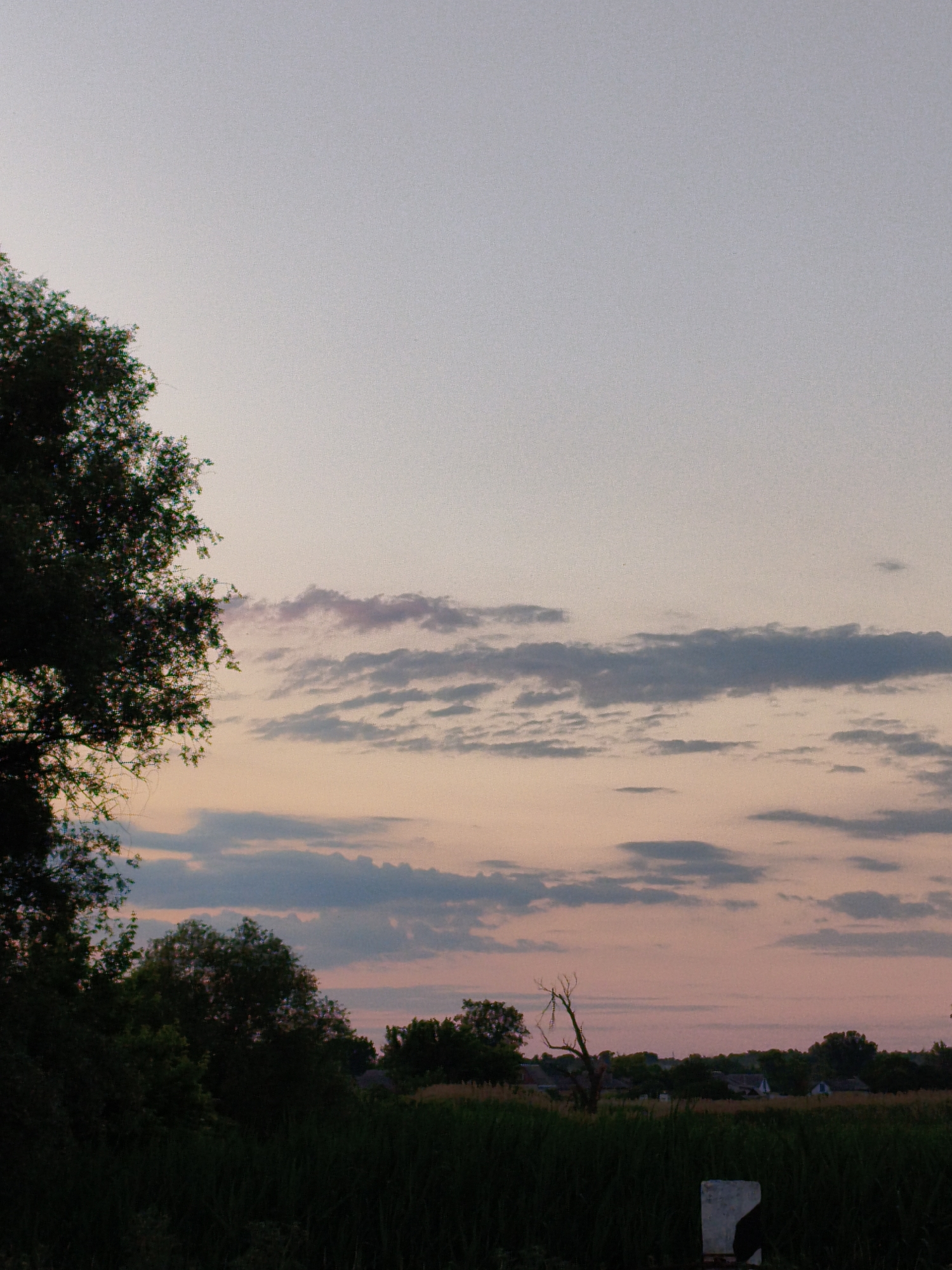 The image depicts a rural landscape at dusk near Ustyvytsia, Ukraine. A large tree with dense foliage dominates the left side of the frame, partially obscuring the sky. The sky itself is a gradient of soft colors, transitioning from pale gray at the top to a warm pinkish hue near the horizon, with scattered, thin clouds present. In the mid-ground, a line of trees and vegetation forms a dark silhouette against the lighter sky. Beyond this, a few scattered houses with dark roofs are visible, suggesting a small settlement. In the foreground, tall dark green grass and reeds obscure the ground. A solitary, bare tree with visible strings hanging from its branches stands out in the middle ground, to the right of center. In the far foreground, a white signpost with a black marking is visible. The overall impression is one of a tranquil evening in a rural setting.