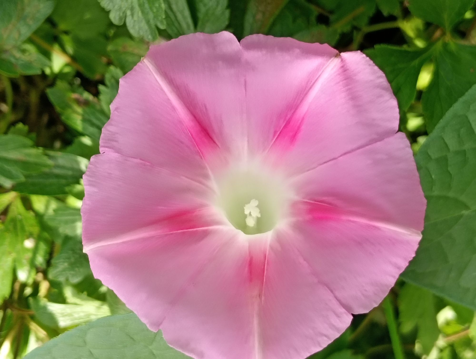 A close-up, top-down shot focuses on a single, large, pale pink morning glory flower. The flower has five distinct petals that form a funnel shape, meeting at a central, pale green area where a cluster of white stamens is visible. The petals are delicately veined, and a deeper pink coloration is present at the base of each petal, radiating outwards. The flower is surrounded by lush green foliage, suggesting an outdoor environment. The image does not depict any people or specific locations within Marynivka, Ukraine, beyond the general impression of a garden or natural setting.