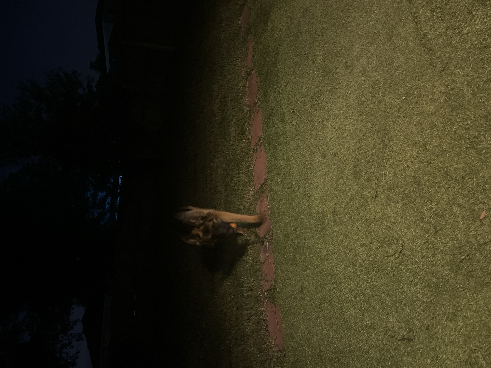 A German Shepherd dog with a tan and black coat stands on a grassy backyard lawn at night, facing the camera. The dog is holding a small orange ball in its mouth. A path of reddish-brown stepping stones is visible behind the dog, leading into the darker background. Trees and structures are silhouetted against a dark night sky. The image appears to have been taken in a residential area.
