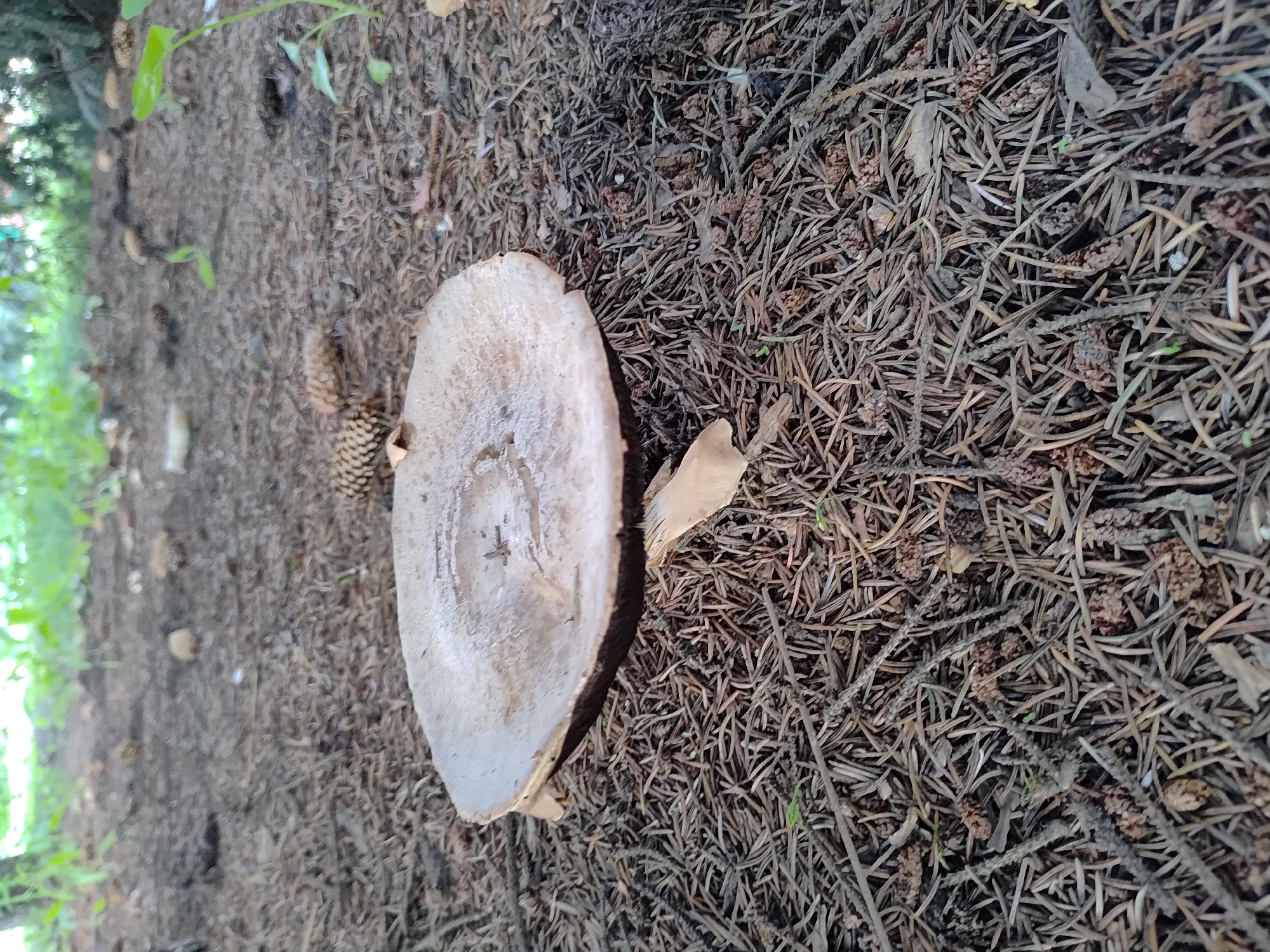 A close-up, low-angle outdoor shot shows a single, large, light brown mushroom with a flat cap lying on a bed of dry pine needles and small pine cones. The mushroom is centrally located and fills a significant portion of the foreground. Its cap has a slightly textured surface with some faint markings. The background is blurred, showing more pine needles, some green foliage, and hints of trees, suggesting a forest or park environment within Saransk, Russia. There are no people or animals visible in the image, and no observable actions or interactions are taking place. The scene appears natural and undisturbed.