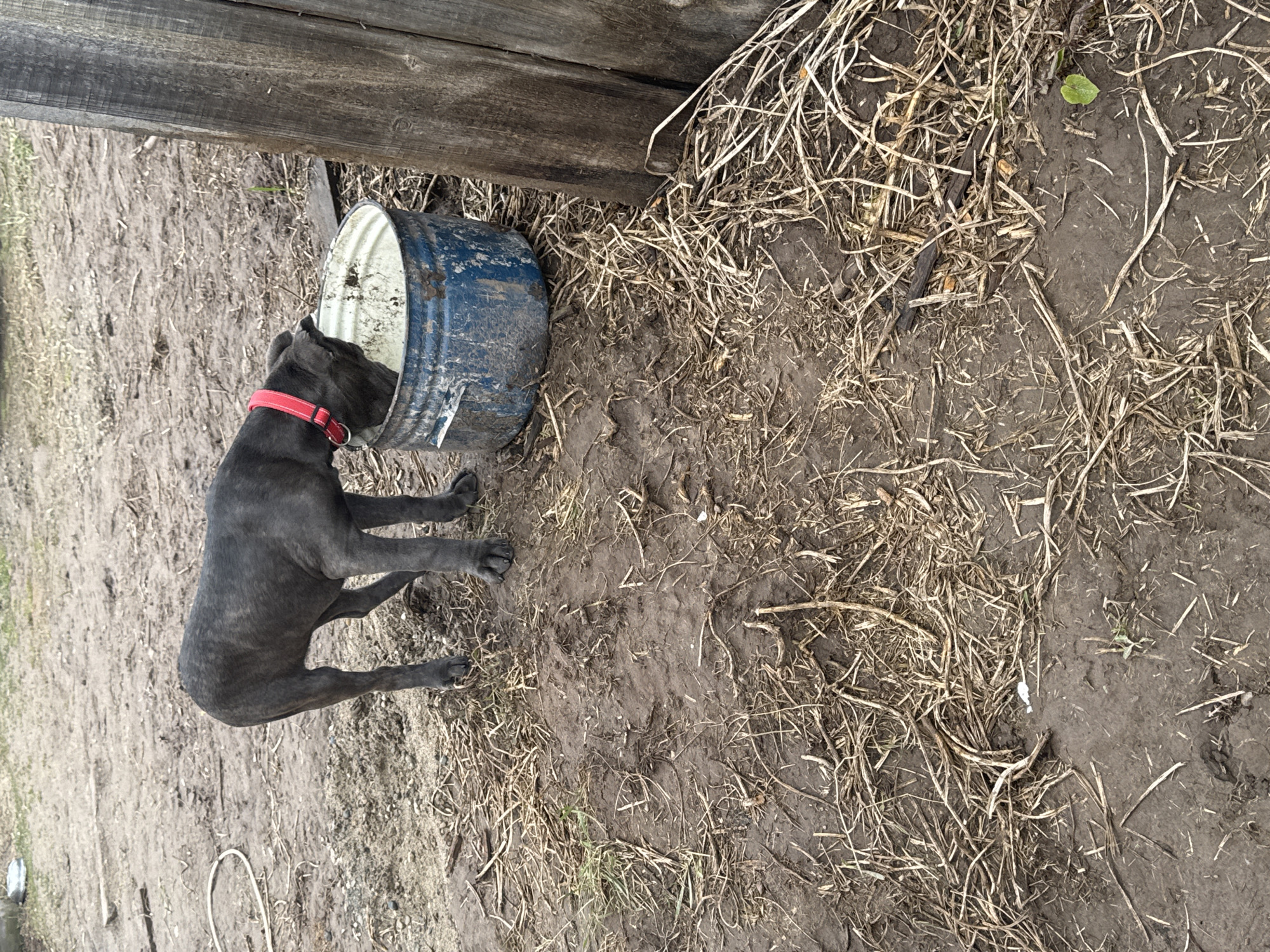 A brindle-coated dog with a red collar has its head inside a blue and white metal bucket. The bucket is situated next to a weathered wooden fence. The ground is muddy and covered with dried grass and twigs.