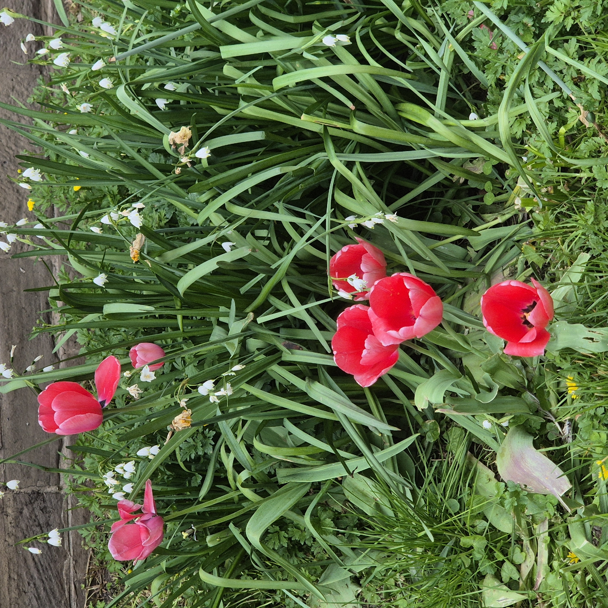 The image shows a patch of green vegetation including tall grass-like leaves and smaller leafed plants. Among the greenery are several red tulips in various stages of bloom and small white flowers. A paved area of light brown stone is visible on the left edge of the image. The location is likely a garden bed or grassy area within Strasbourg, France, due to the commonality of such floral arrangements in the city.