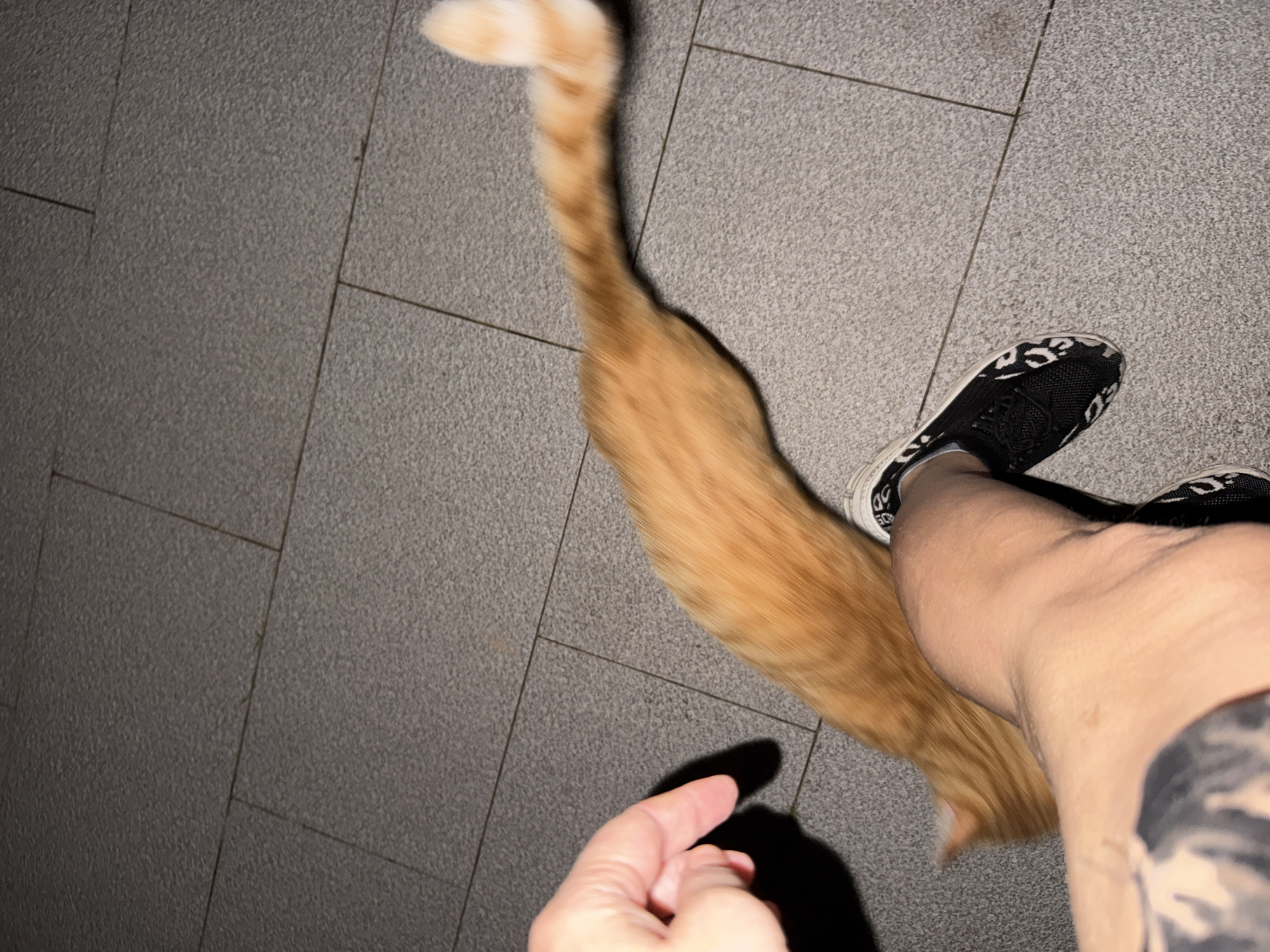 An orange cat with blurred motion, indicated by the streaking of its fur, is positioned horizontally across the frame. Its tail, also blurred with streaks of orange and white, points upwards and to the right. The cat appears to be interacting with a person's leg, which is visible in the lower right of the image, wearing a black shoe with white lettering. A hand with visible fingers is seen in the upper left, casting a shadow on the ground. The ground itself is paved with large, grey, textured tiles. The scene is dimly lit, suggesting it is nighttime or an indoor, dark environment. There is no clear indication of the cat's full body or face due to the motion blur. The setting is outdoors, on a tiled surface, and the presence of a shoe and hand suggest human activity. There is no information that can identify the location as Huizhou, China.