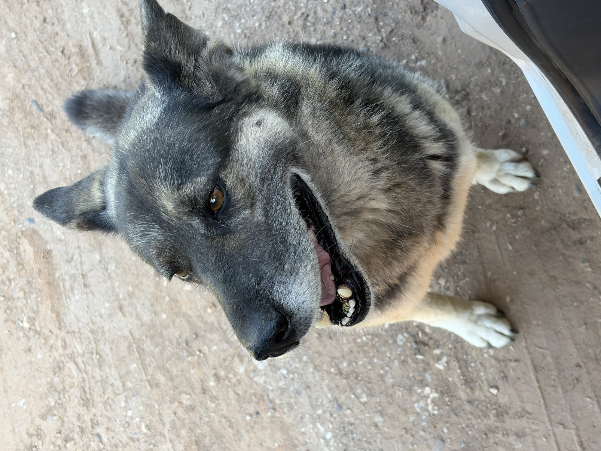 A medium-sized dog with gray and tan fur is lying on a rough, tan surface, possibly concrete or packed dirt. The dog is positioned at an upward angle towards the viewer. The dog's mouth is slightly open, revealing teeth, and its tongue is visible. The dog's right eye is visible, and it is brown. The tips of the dog's paws are white. A small portion of a white vehicle is visible on the right side of the frame. No information about Izhevsk, Russia, is discernible from the image.