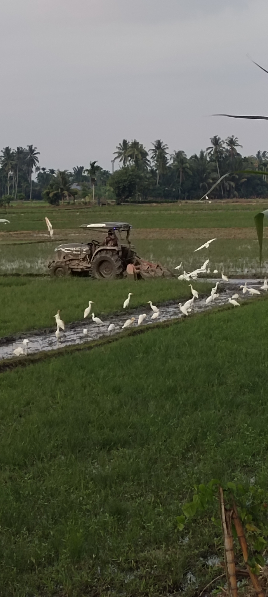 A horizontal, medium shot captures a tractor plowing a muddy paddy field, with a group of white egrets in the foreground and background. The tractor is dark grey and brown, with a visible operator inside a covered cabin. The tractor's plow attachment is digging into the wet soil. Numerous white egrets are scattered throughout the scene, some in the muddy water, others standing on the green grass. In the far distance, a line of palm trees and other foliage marks the edge of the field, under a pale, overcast sky. The overall scene depicts agricultural activity in a rural environment, likely Blangmajron, Indonesia, given the presence of palm trees characteristic of tropical regions. The lighting suggests it is daytime, possibly late afternoon or early morning due to the soft light.