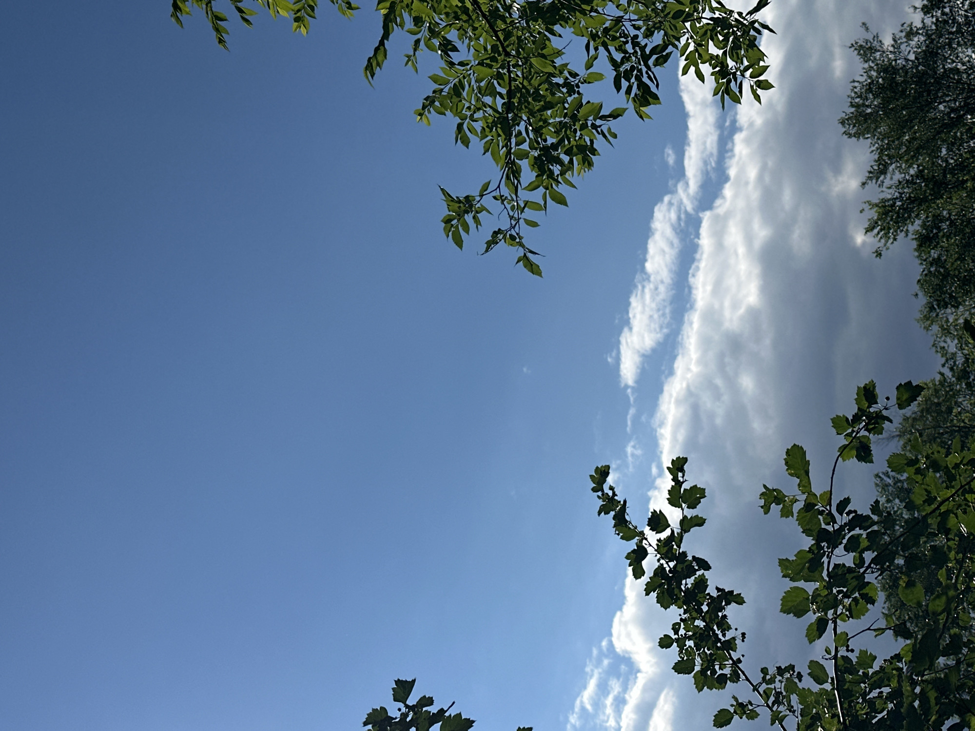 The image captures a sky scene with lush green foliage in the foreground. The sky is a vibrant blue, with scattered white clouds forming a band across the lower portion of the frame. Two branches laden with green leaves are visible, one on the left side of the image and another on the right. The branch on the left is positioned lower in the frame and appears to be closer to the viewer. The branch on the right is higher and extends into the blue sky. The bottom edge of the image shows a dark mass of green trees, suggesting a forest or dense vegetation. The lighting indicates a sunny day, with shadows cast by the leaves. The scene is natural and serene, with no human presence or activity.